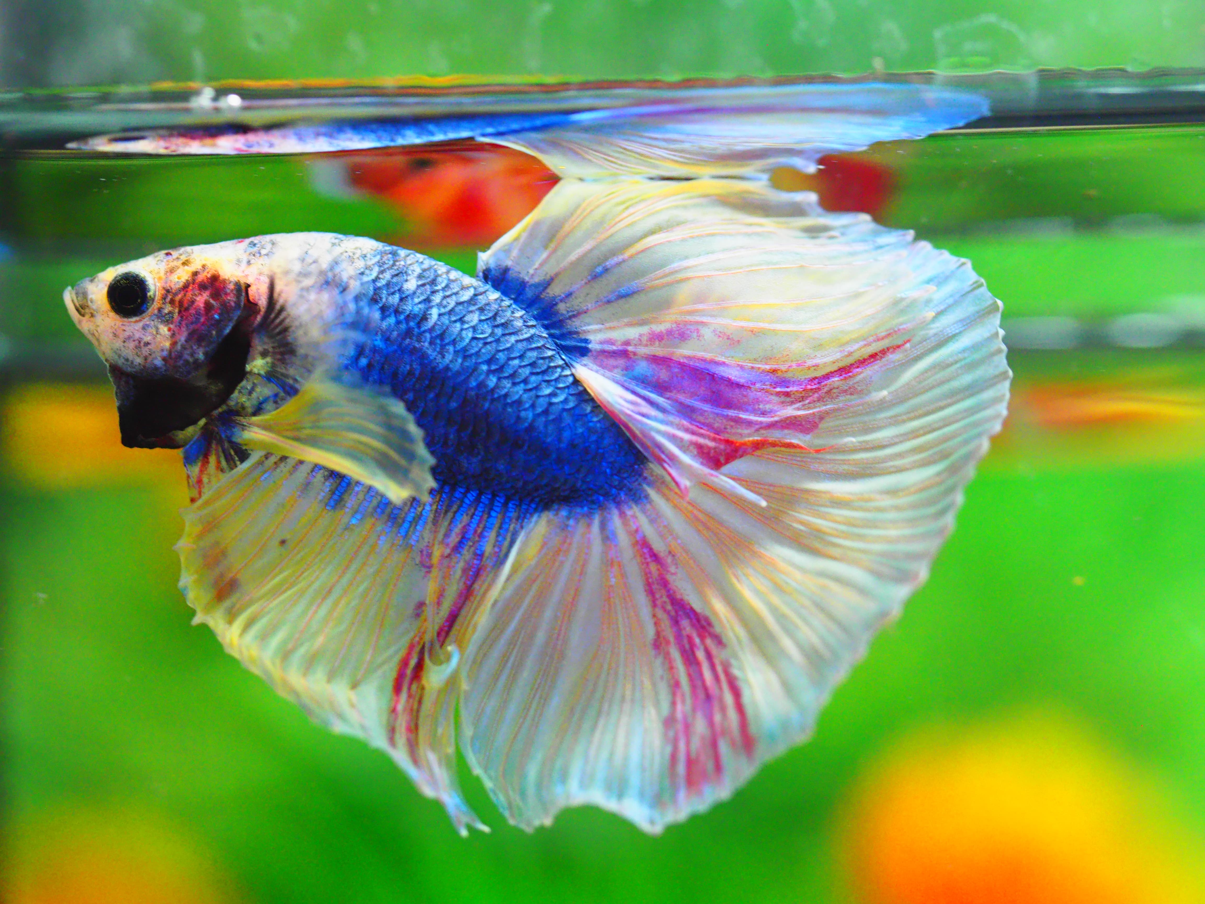 HM FANCY MALE GRADE A++