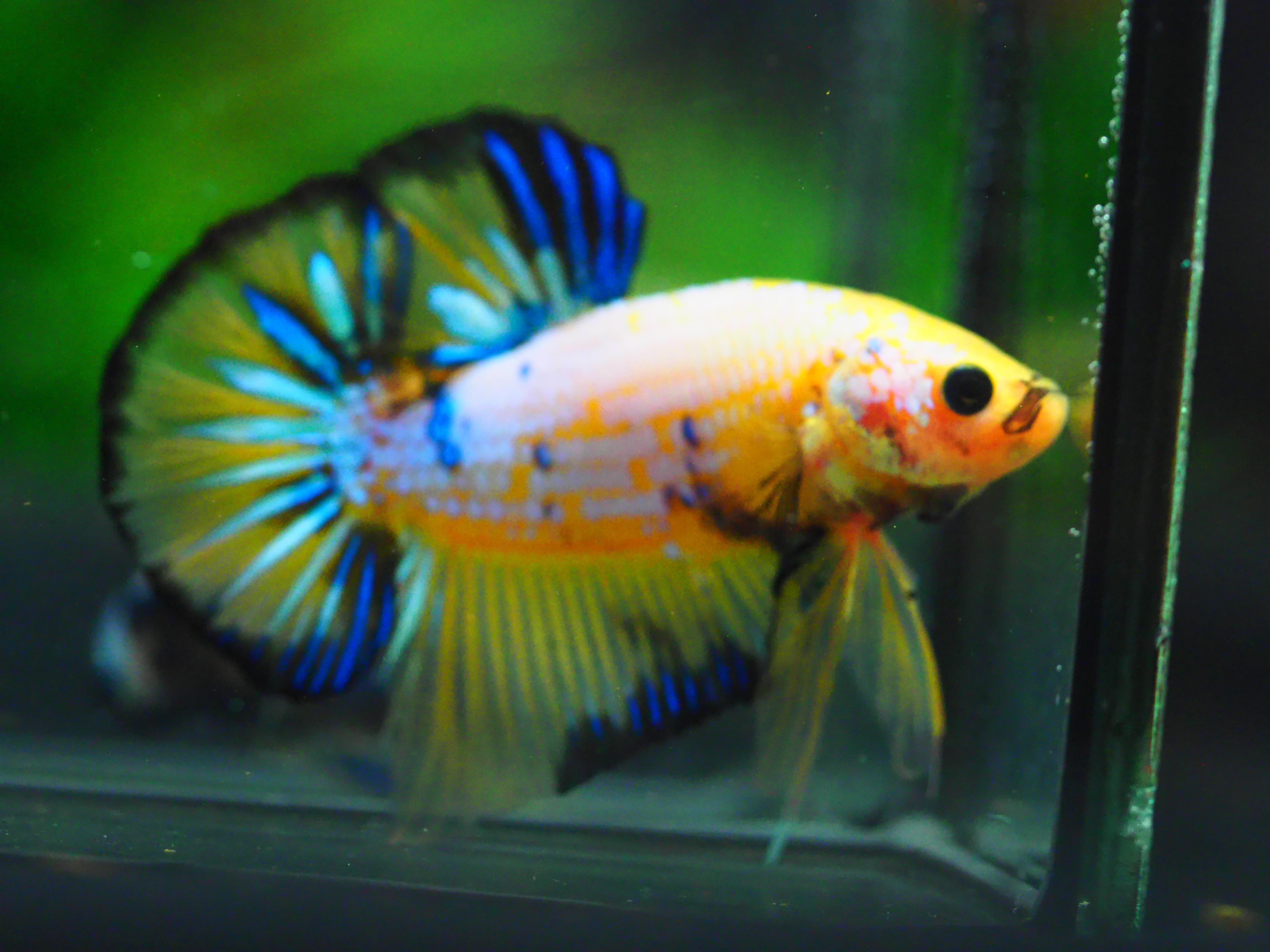 HMPK FANCY MALE GRADE A +++