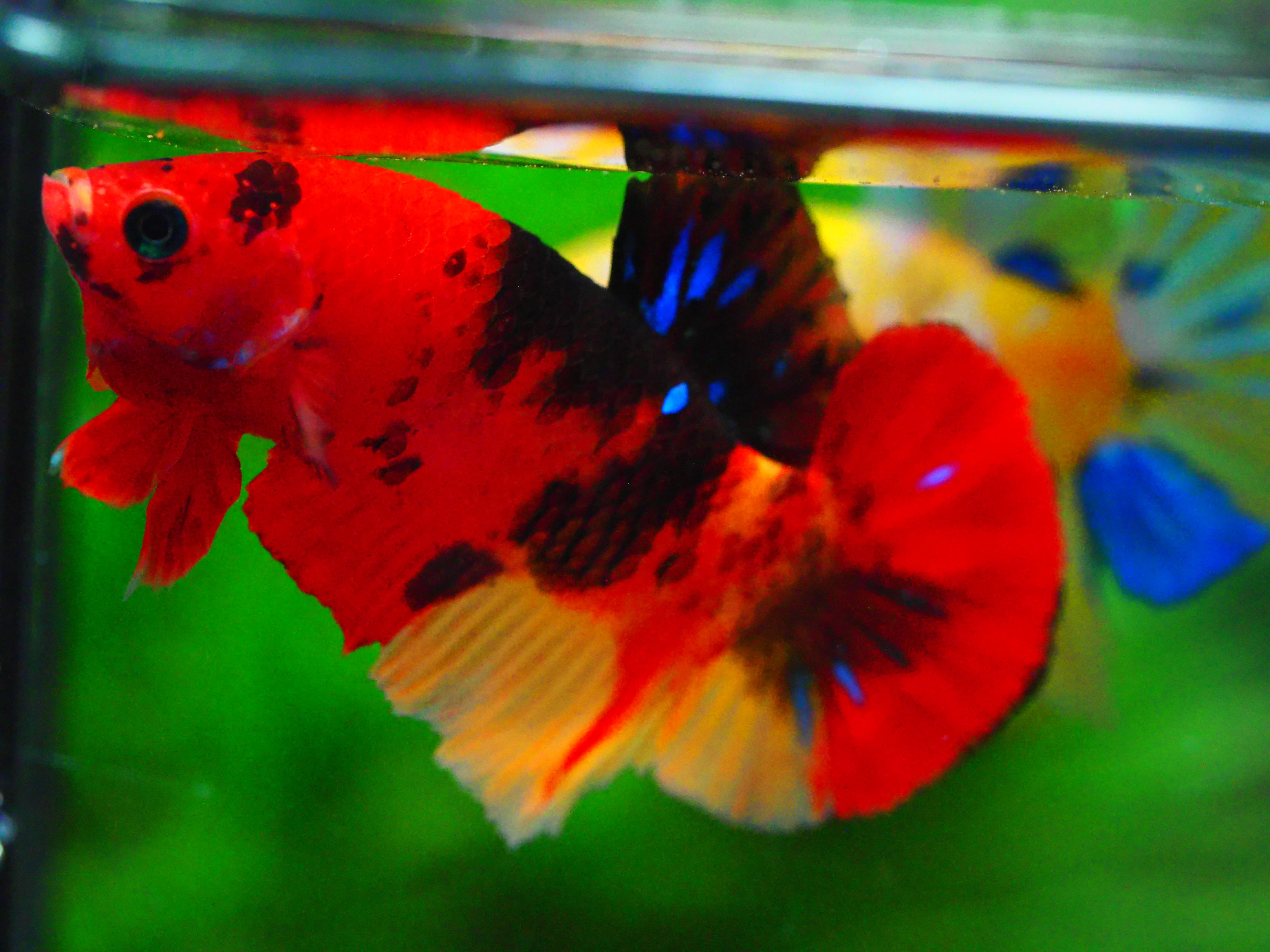 HMPK NEMO GALAXY MALE GRADE A +++