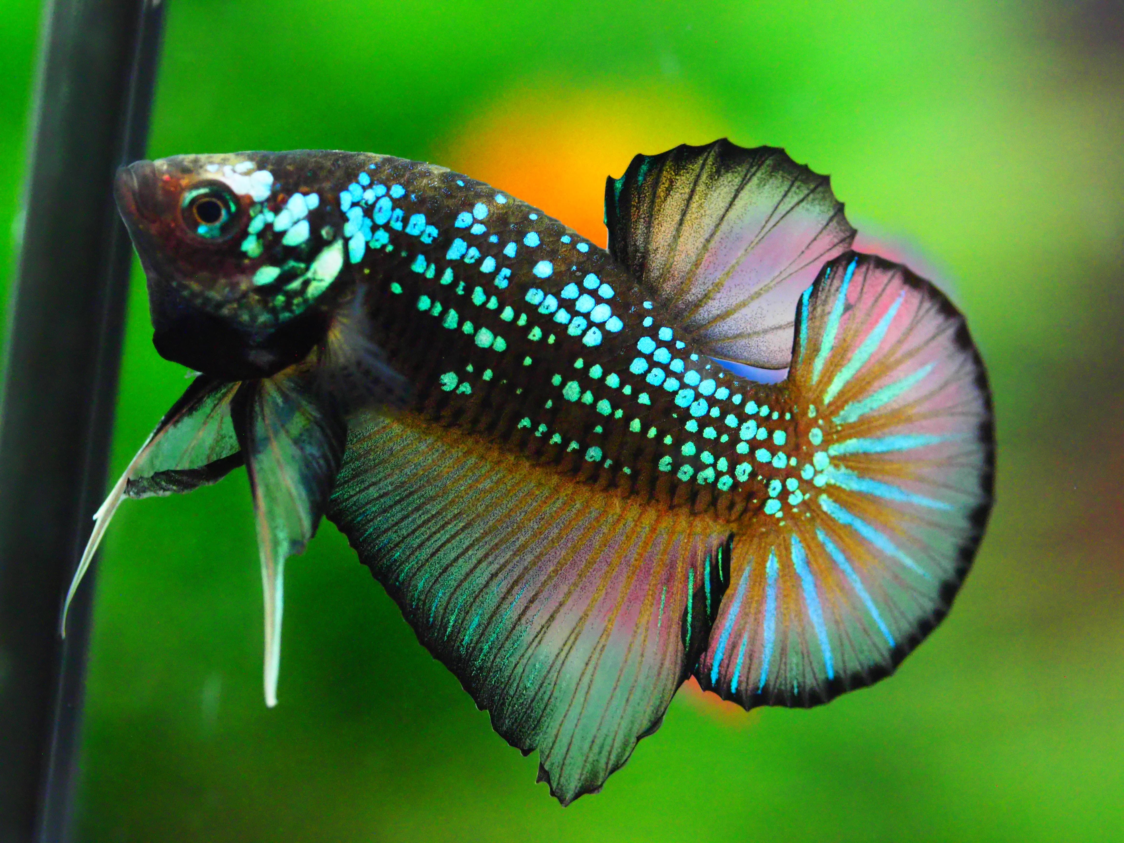 HMPK FANCY MALE GRADE A +++