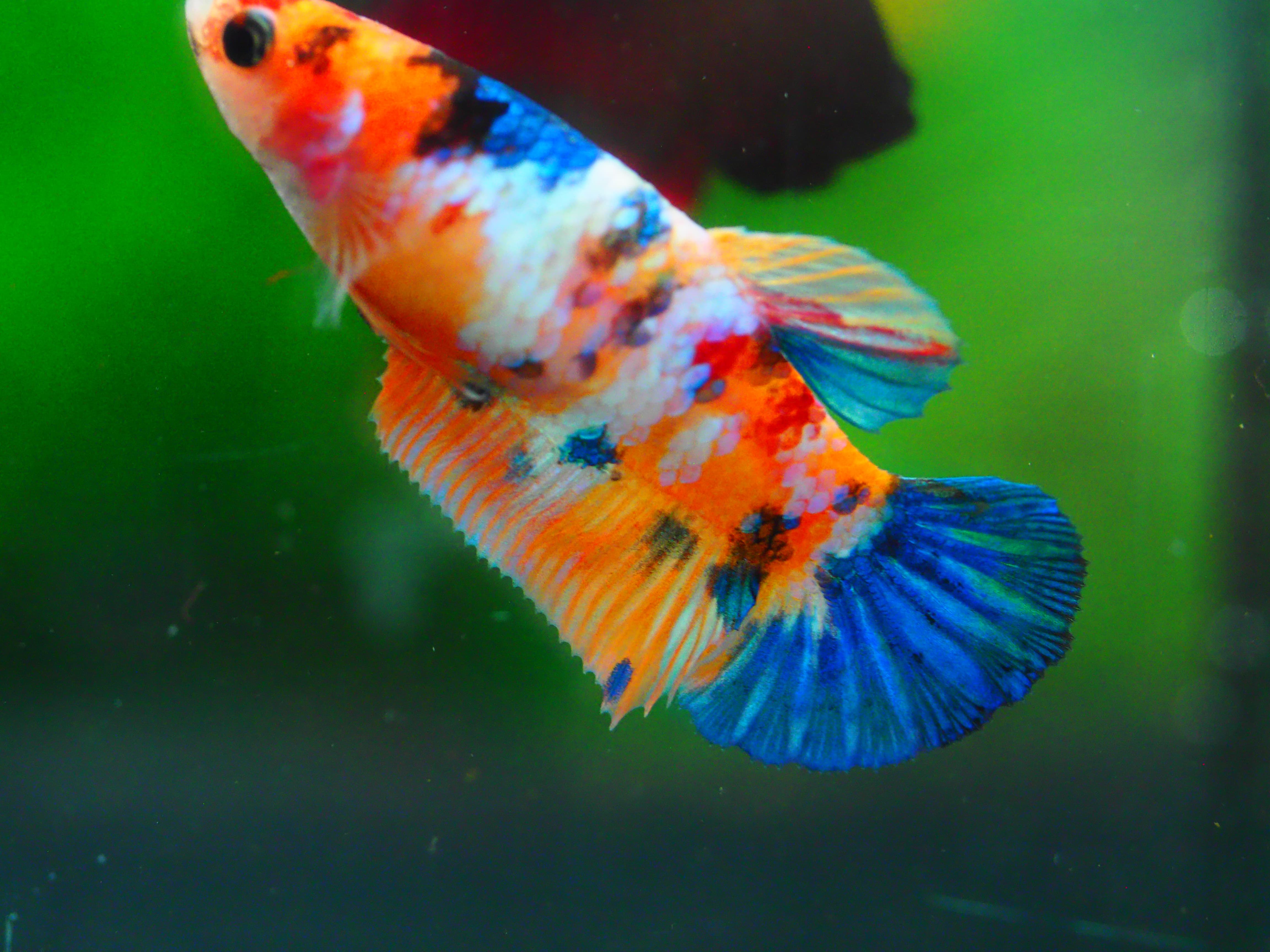 HMP KOI GALAXY FN MALE GRADE A +++