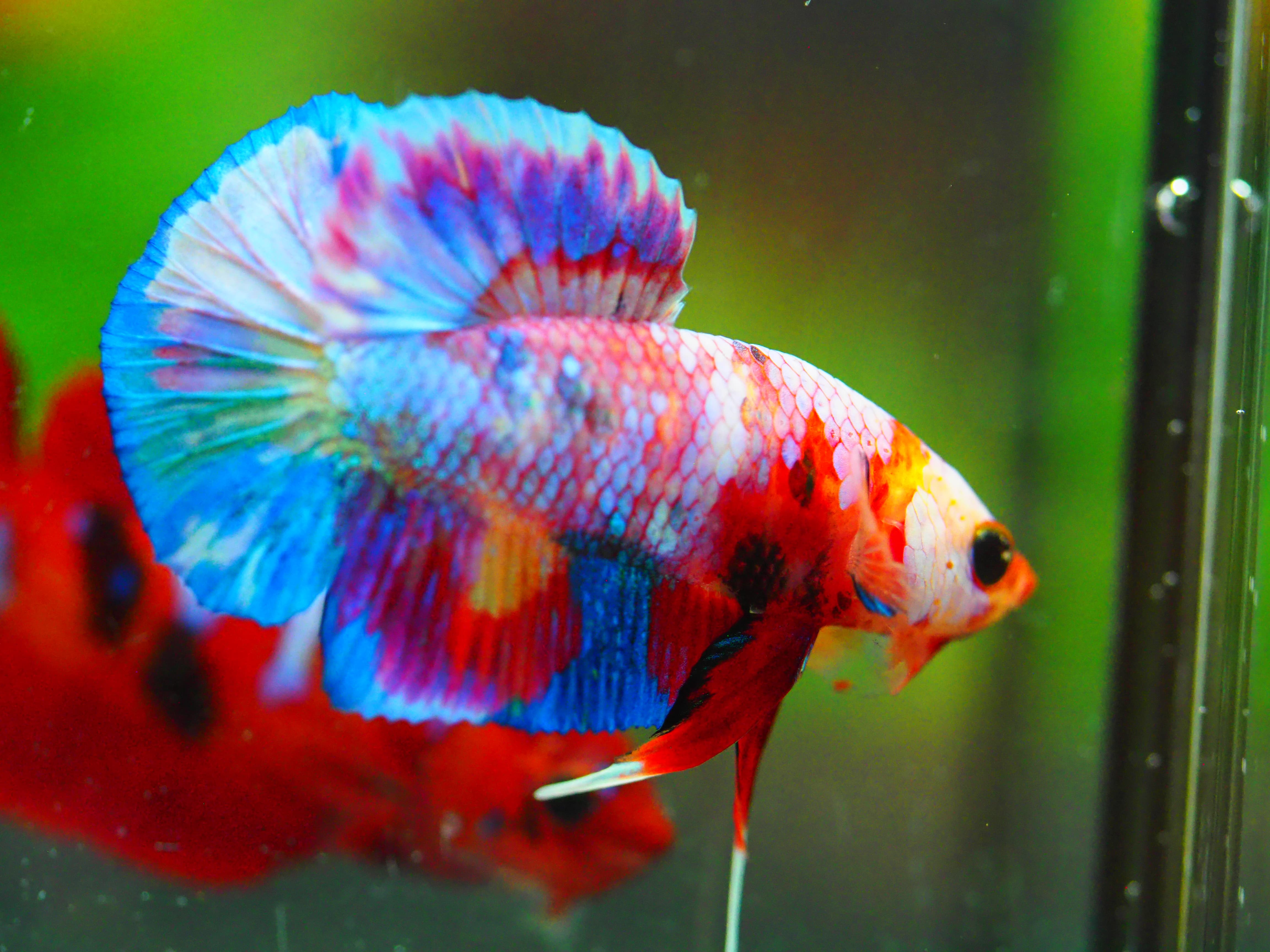 HMPK NEMO GALAXY MALE GRADE A +++