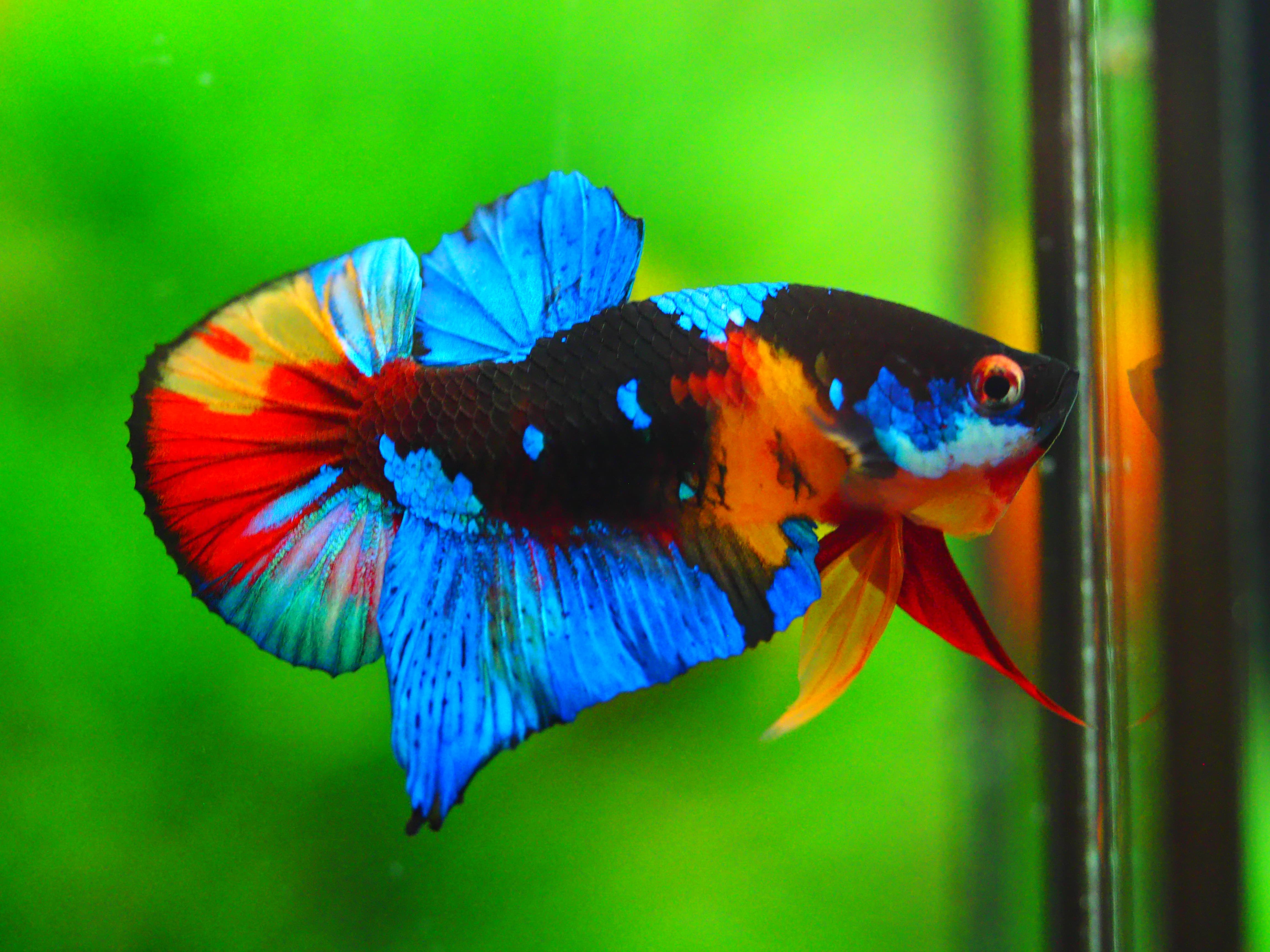 HMPK KOI GALAXY MALE GRADE A +++