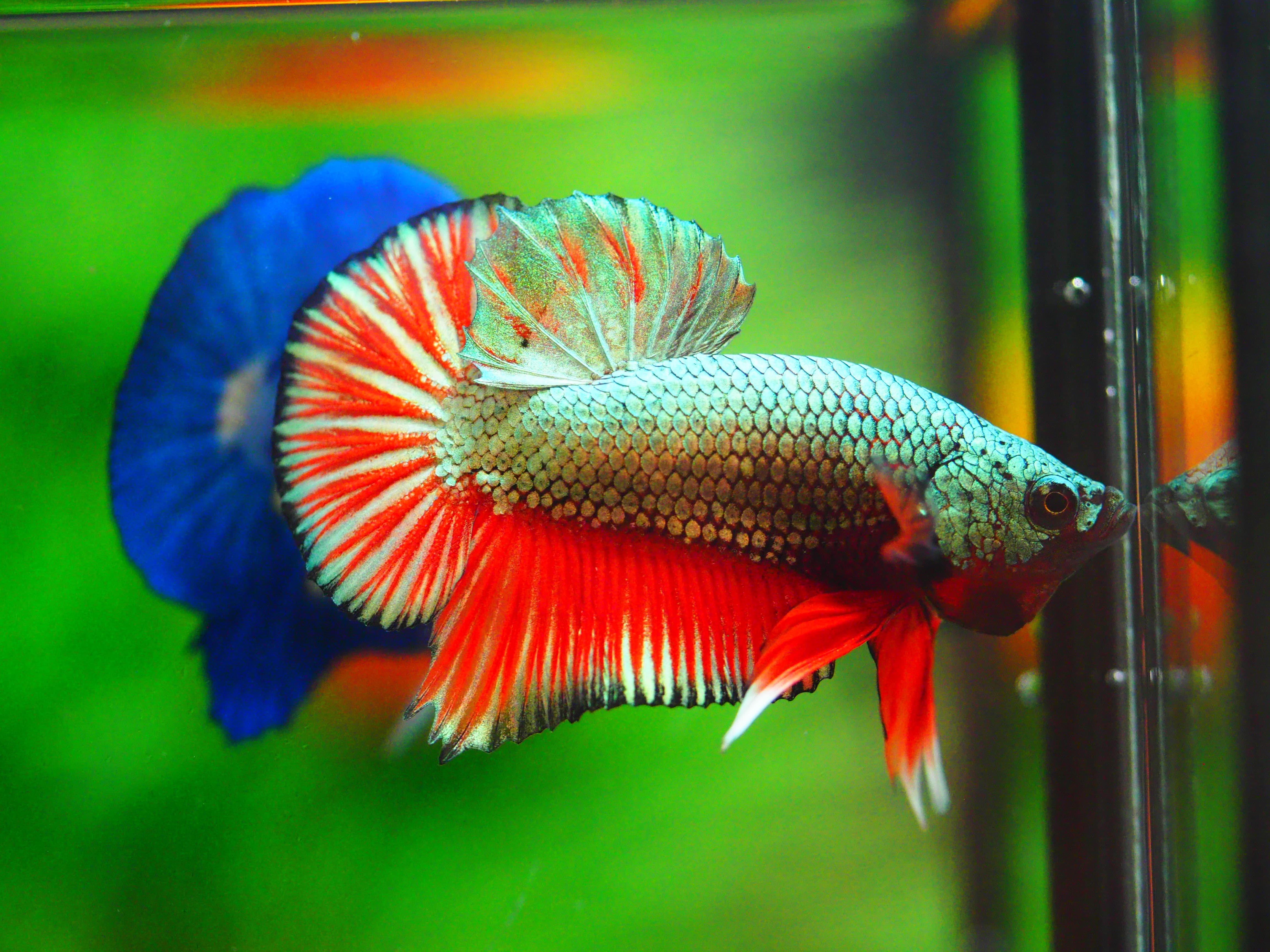 HMPK COPPER FANCY MALE GRADE A +++ ปลาเด็ก