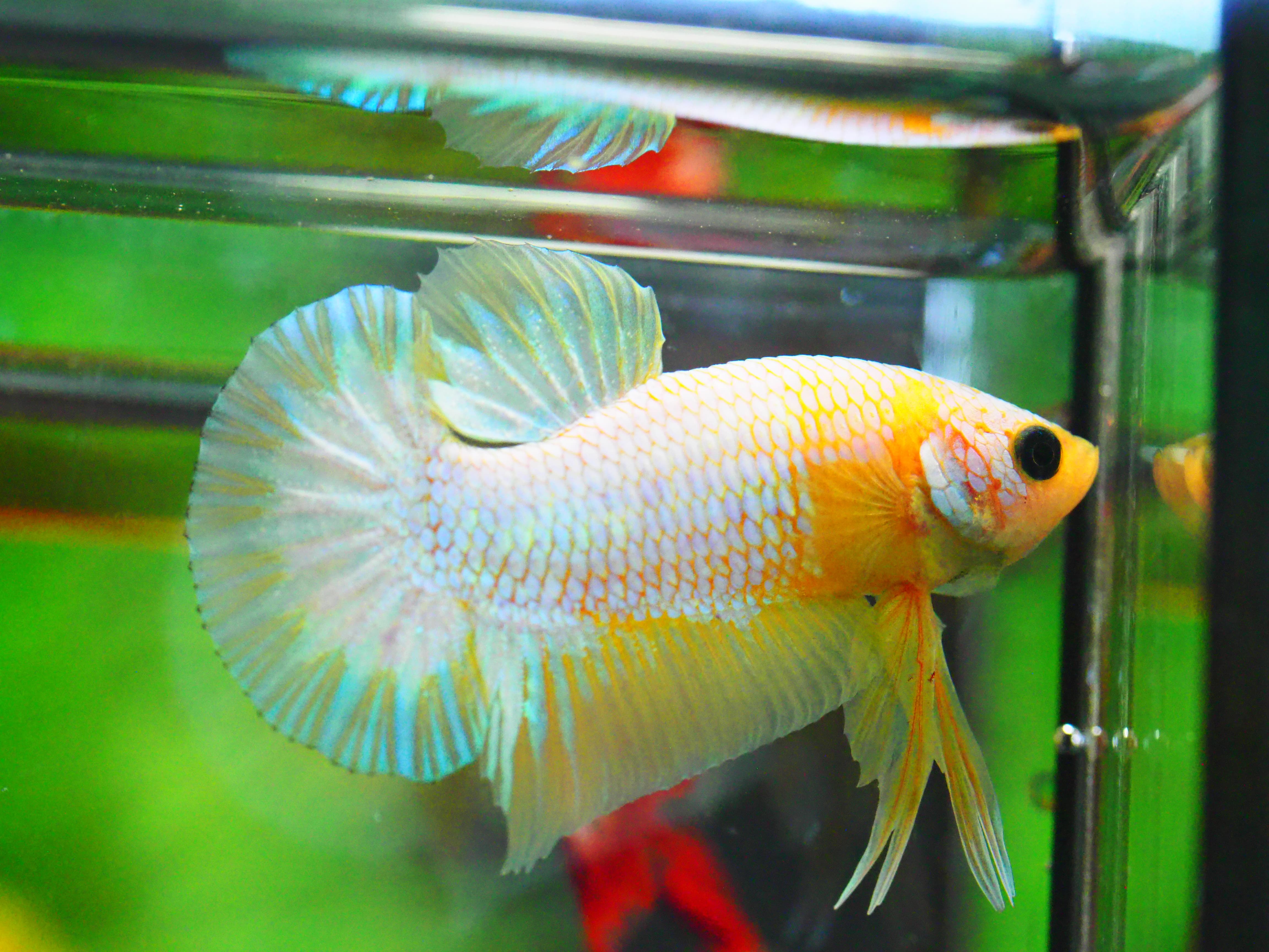 HMPK FANCY MALE GRADE A +++