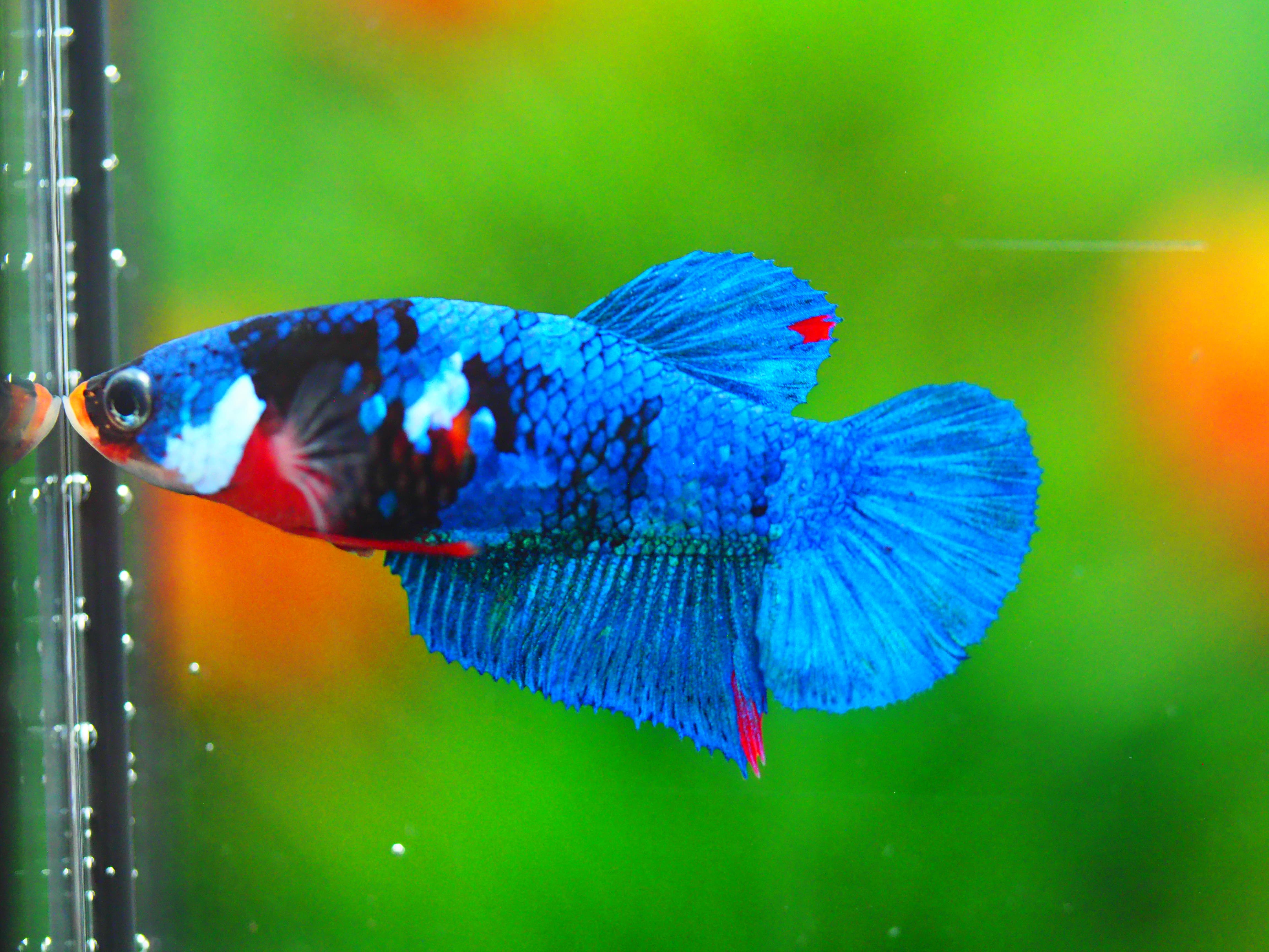 HMPK KOI GALAXY FEMALE GRADE A +++