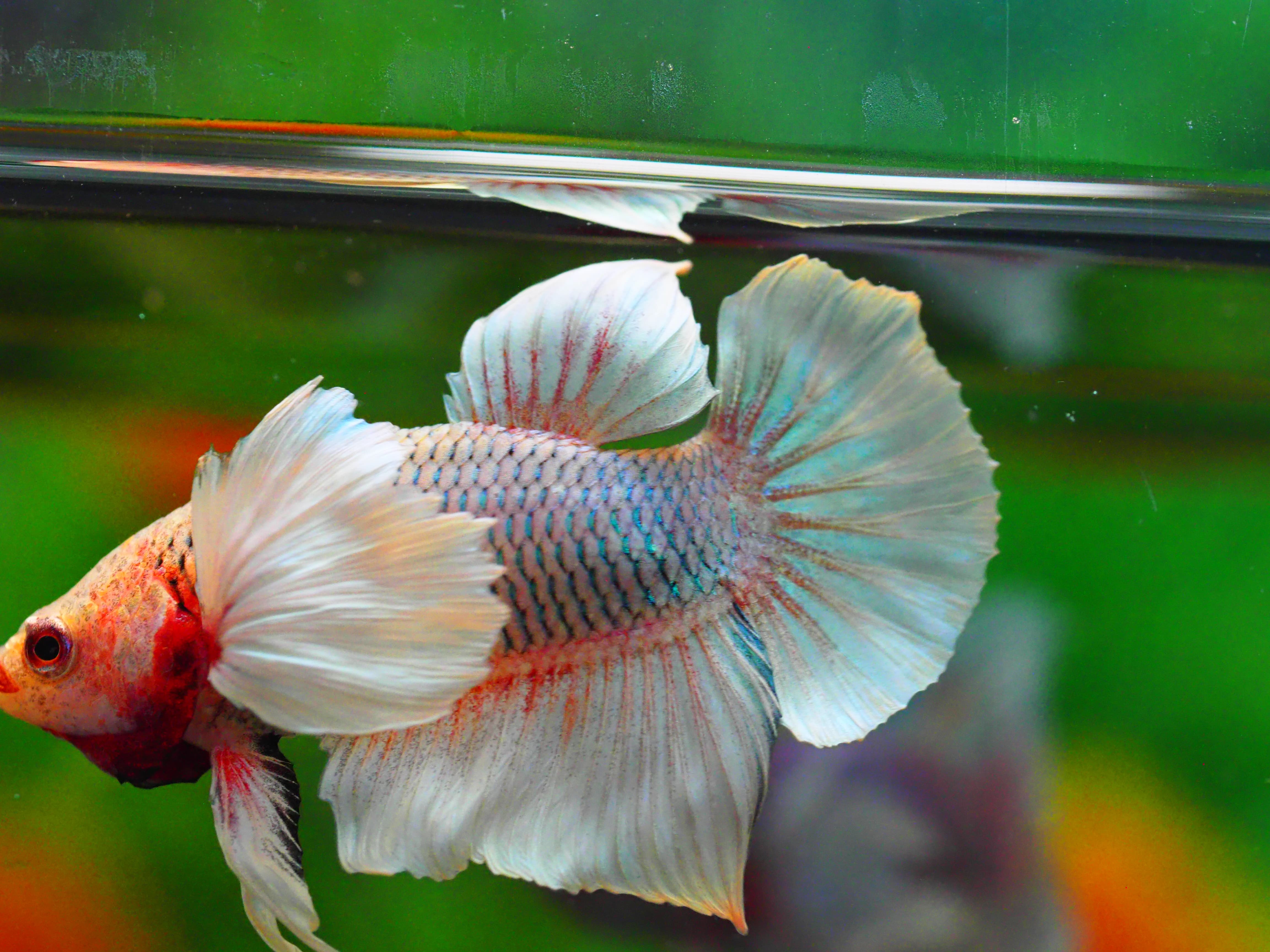 HMPK DUMBO MALE GRADE C +++