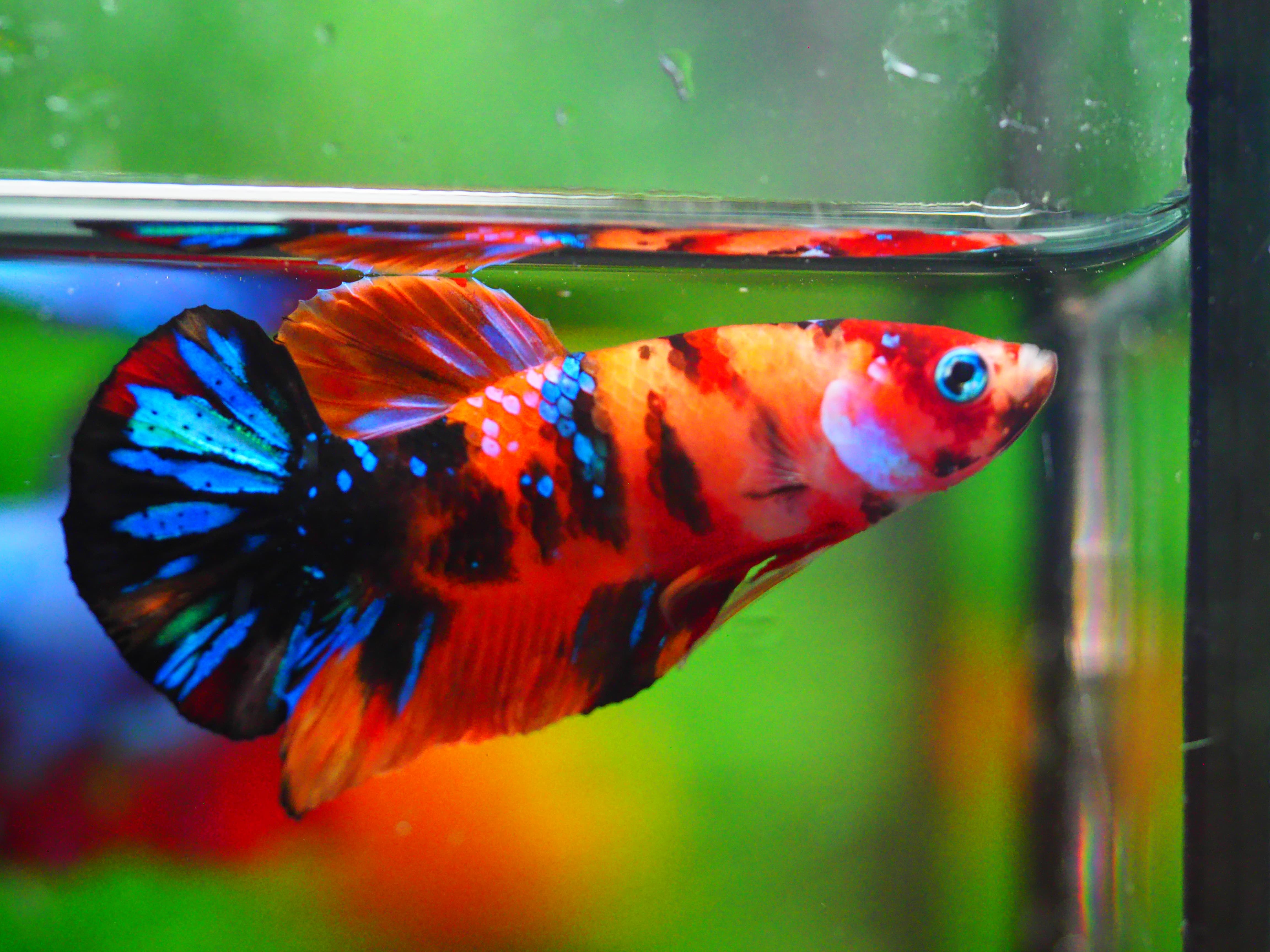 HMPK NEMO GALAXY MALE GRADE A +++