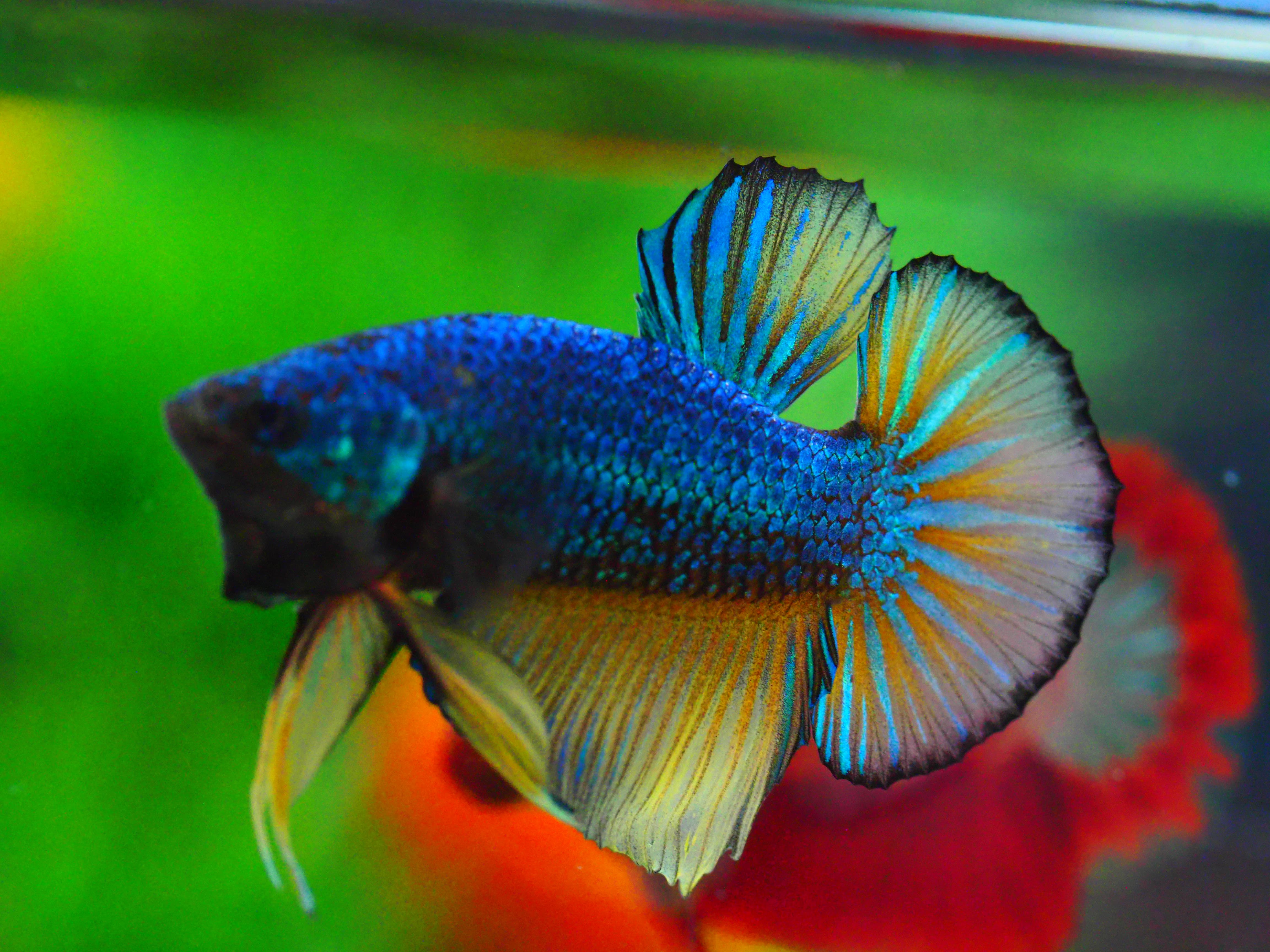 HMPK FANCY MALE GRADE A +++