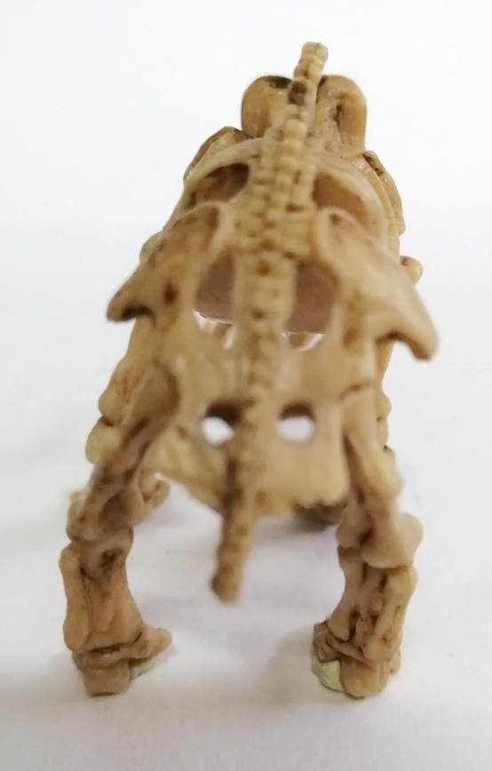 ตุ๊กตายางโครงกระดูกไดโนเสาร์ เป็นงานไขตู้แคปซูล ขายพร้อมกันสองแบบ 1.โครงกระดูกช้างแมมมอส และ 2.อแนทธอซอรัส เป็นยางยืดหนุ่นได้ ไม่ต้องกลัวหัก ลงสีเหมือนฟอสซิลโครงกระดูก ขายคู่