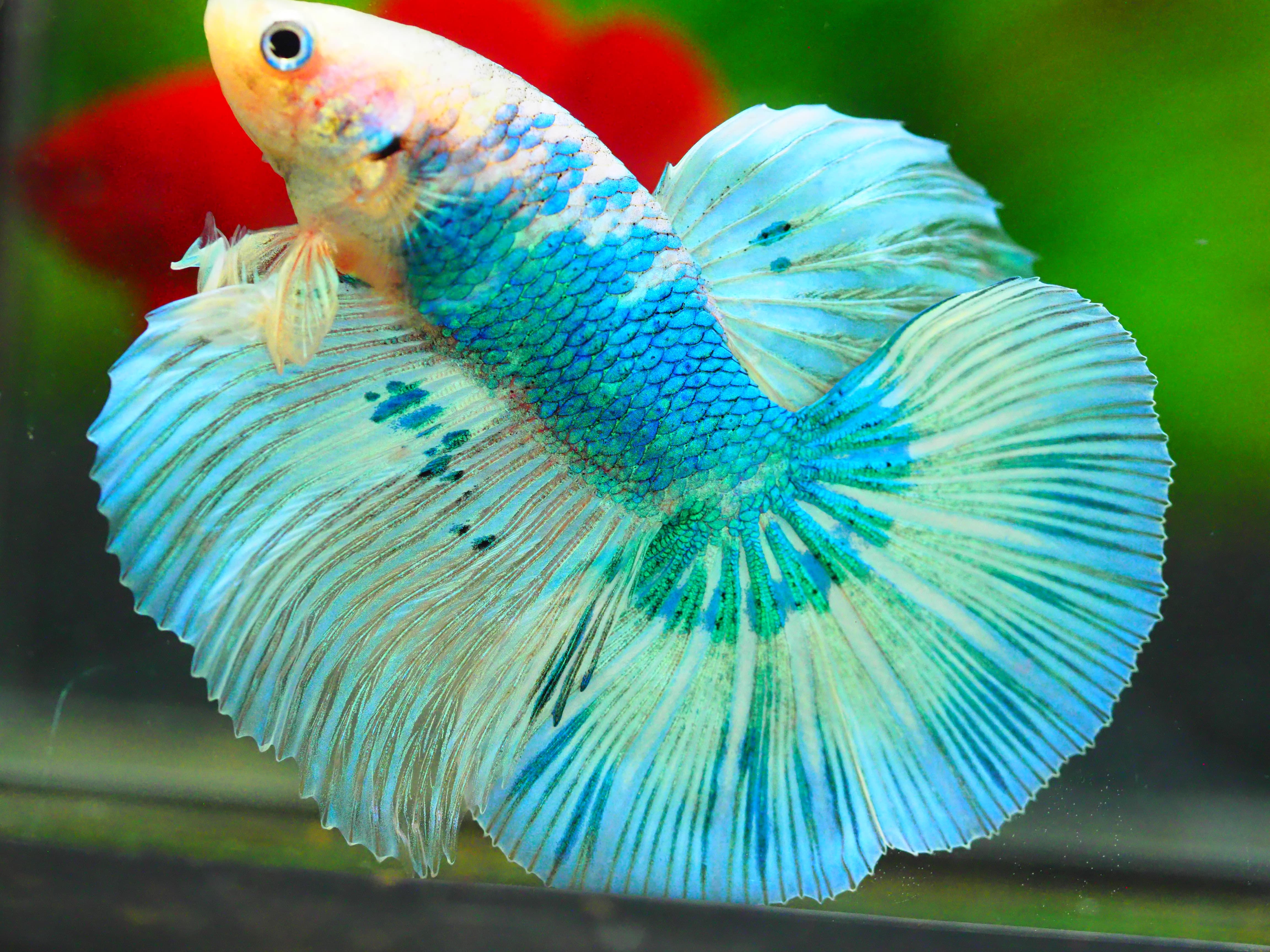 HM FANCY MALE GRADE A +++