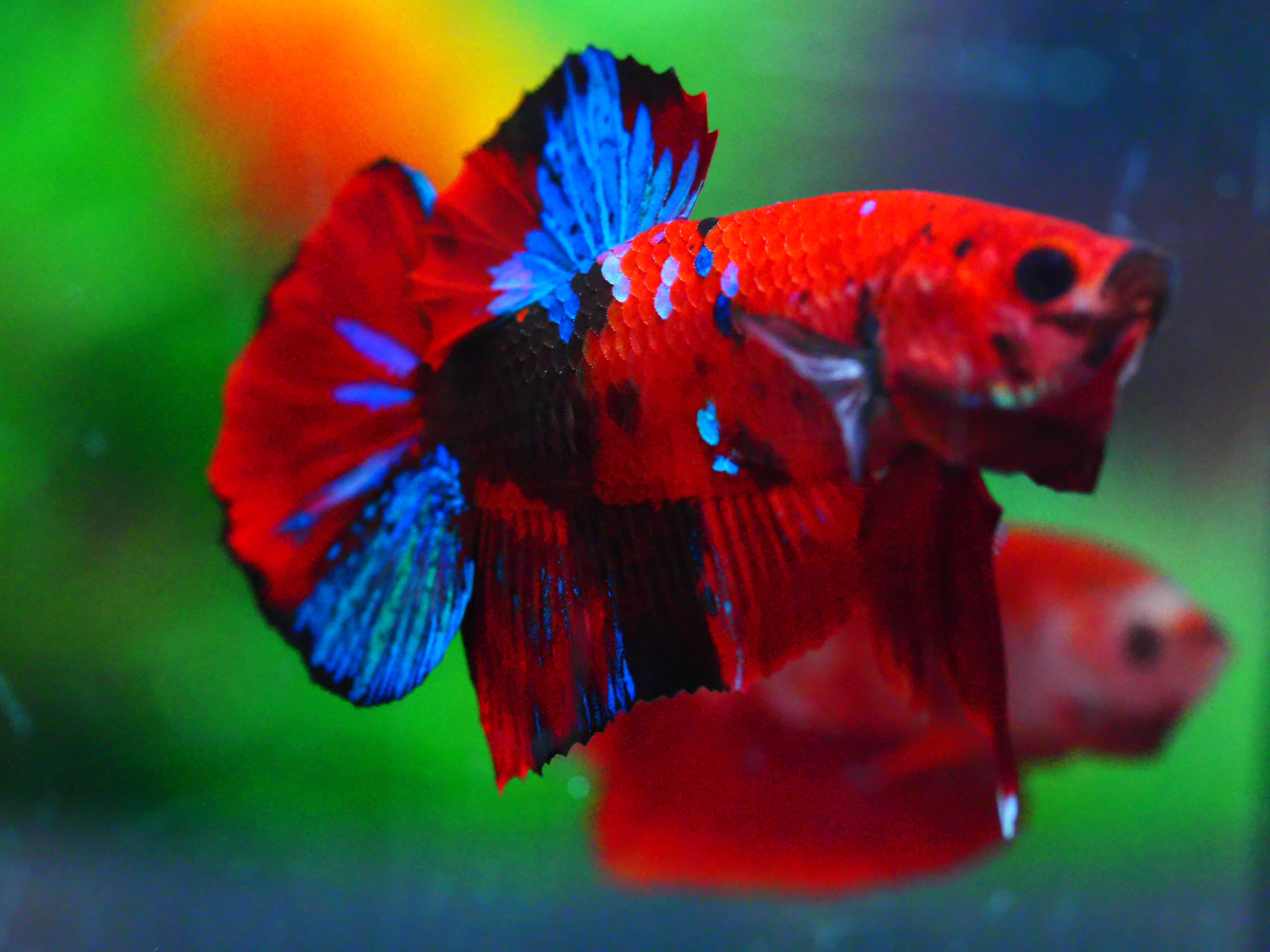 HMPK KOI GALAXY MALE GRADE A +++