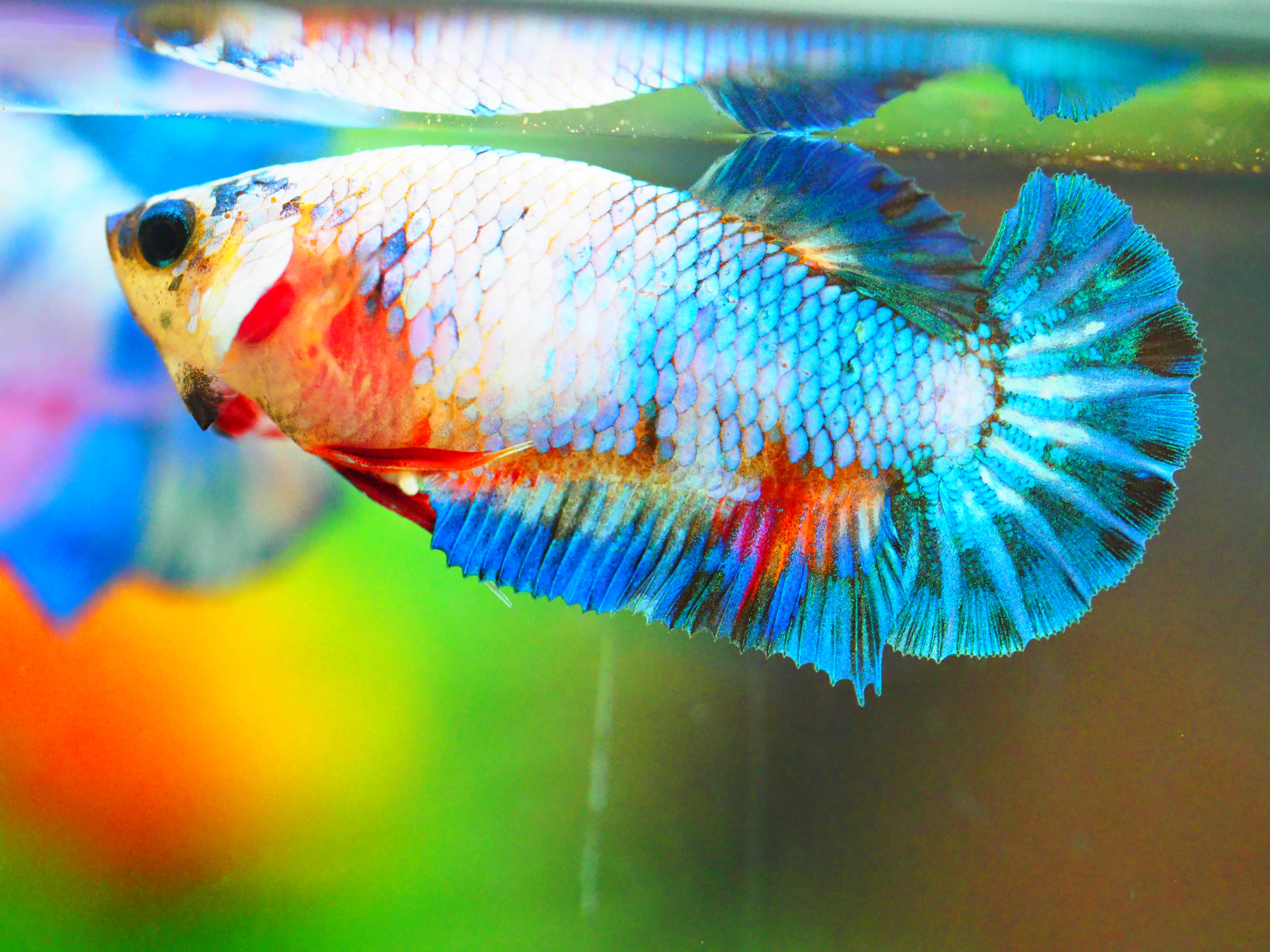 HMPK FANCY MALE GRADE A +++