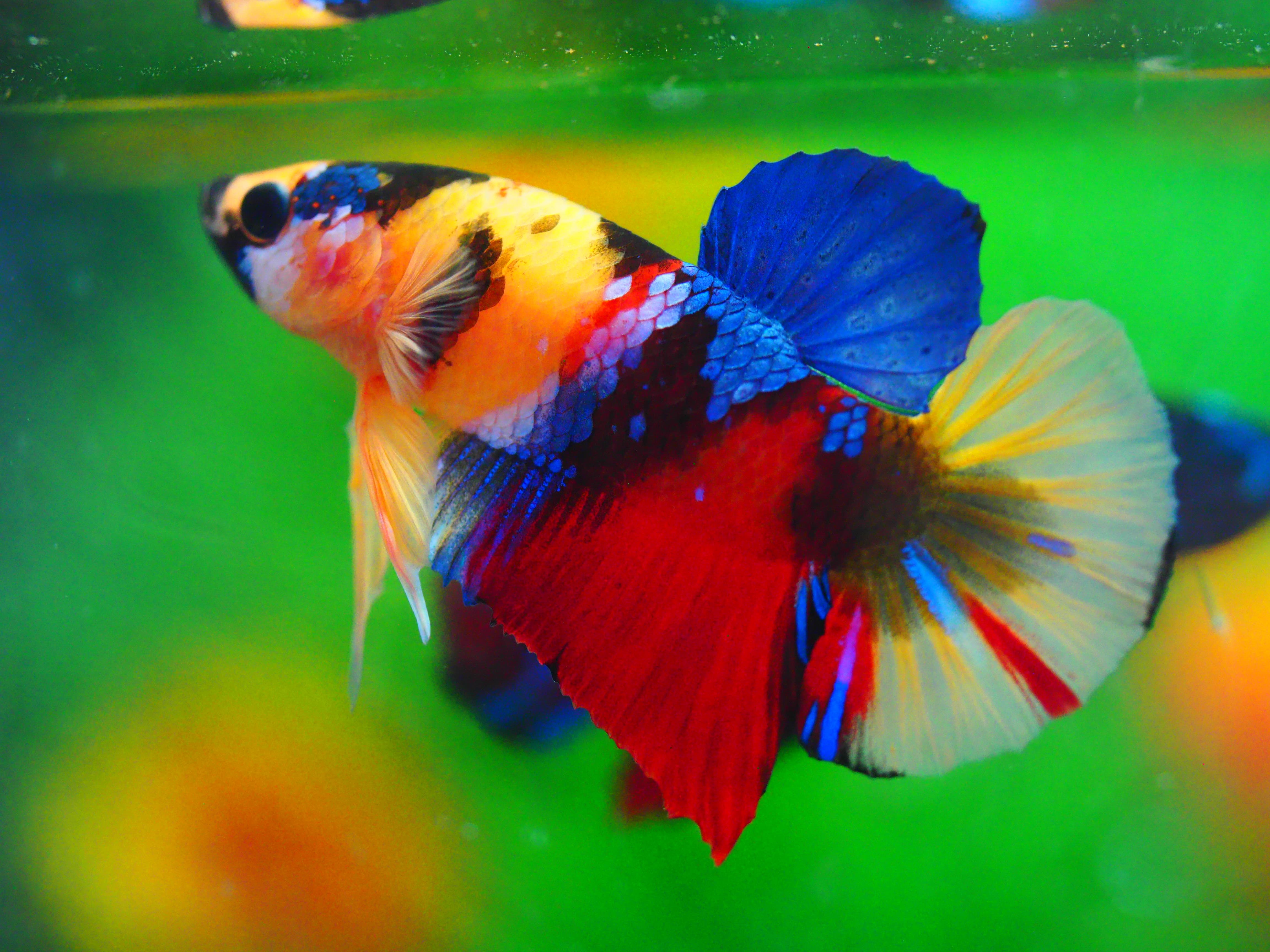 HMPK NEMO GALAXY MALE GRADE A++