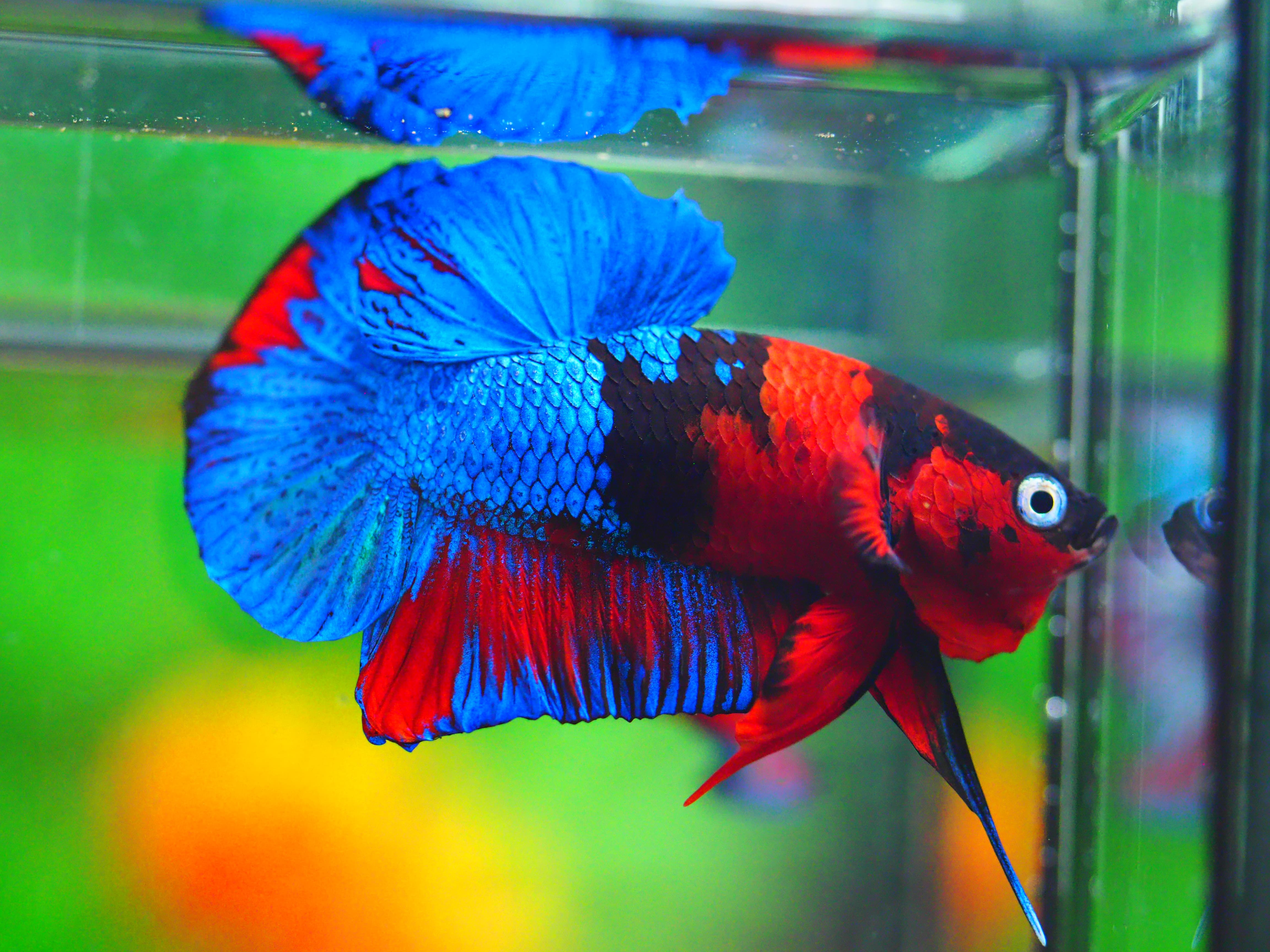 HMPK KOI GALAXY MALE GRADE A +++