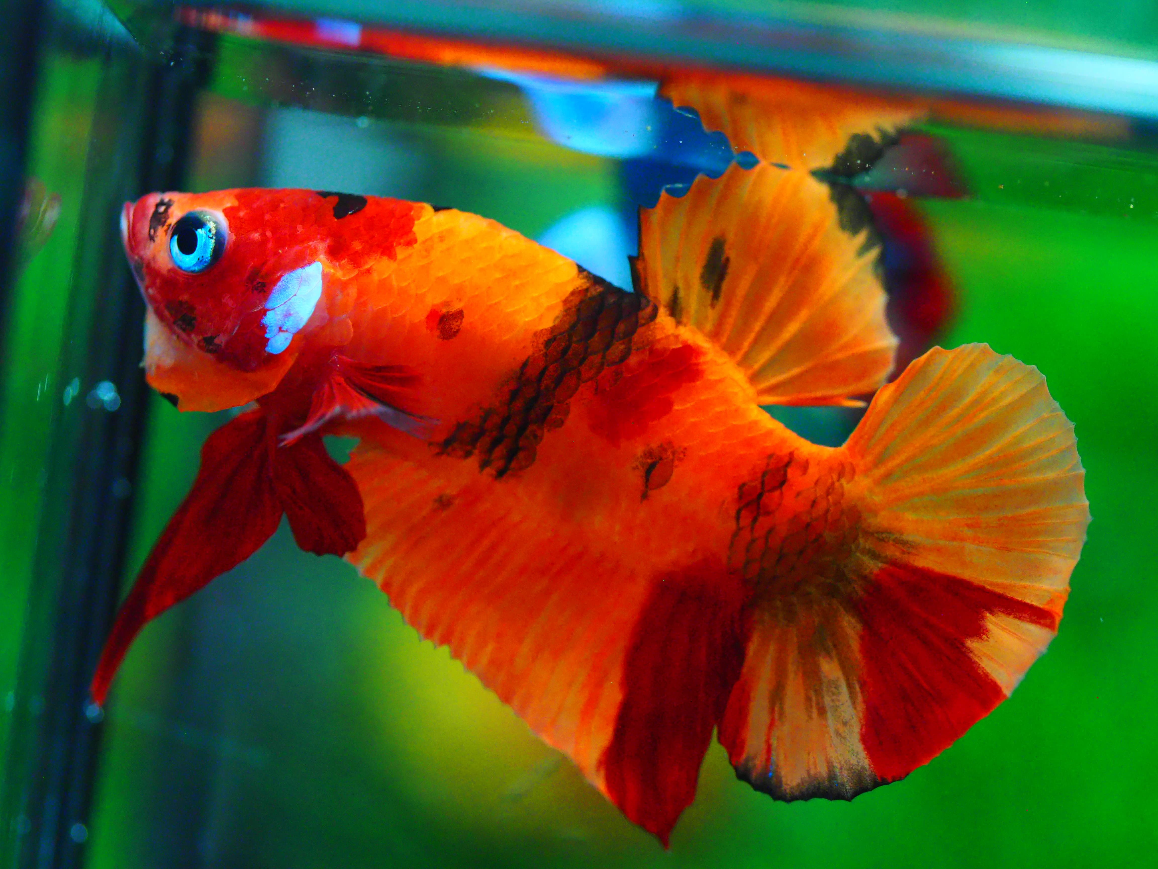 HMPK NEMO MALE GRADE A +++