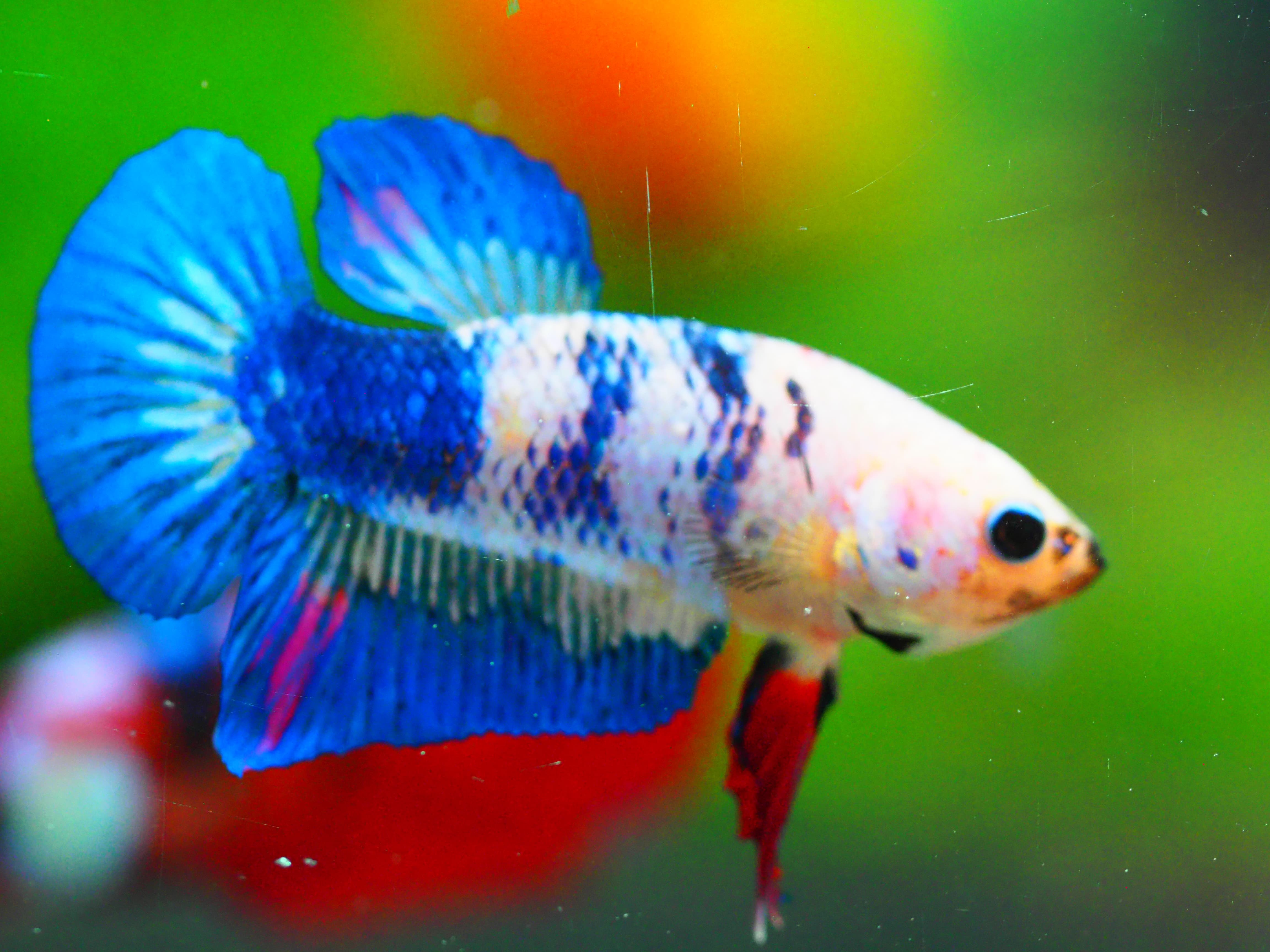 HMPK FANCY MALE GRADE A +++