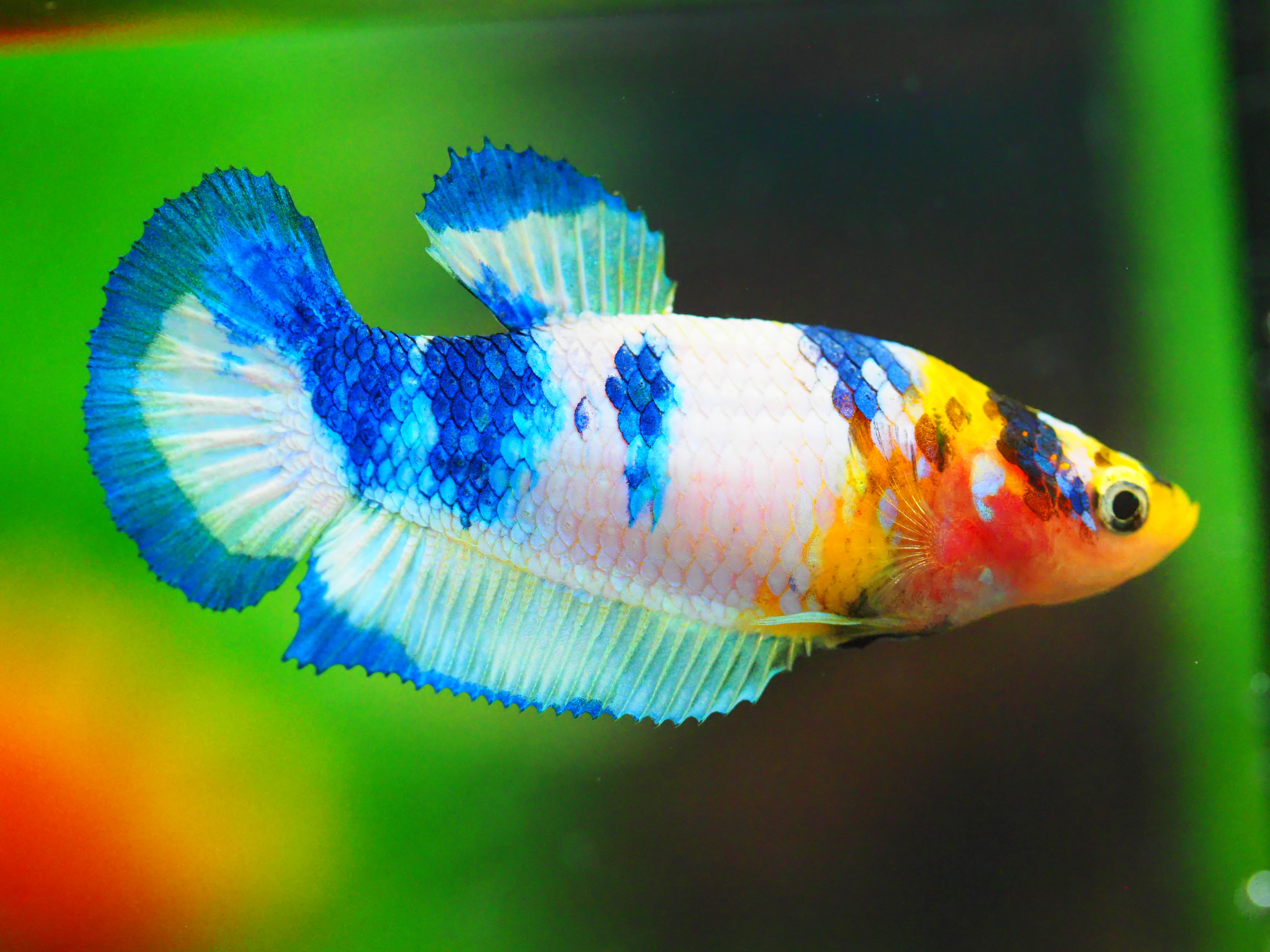 HMPK FANCY FNMALE GRADE A +++