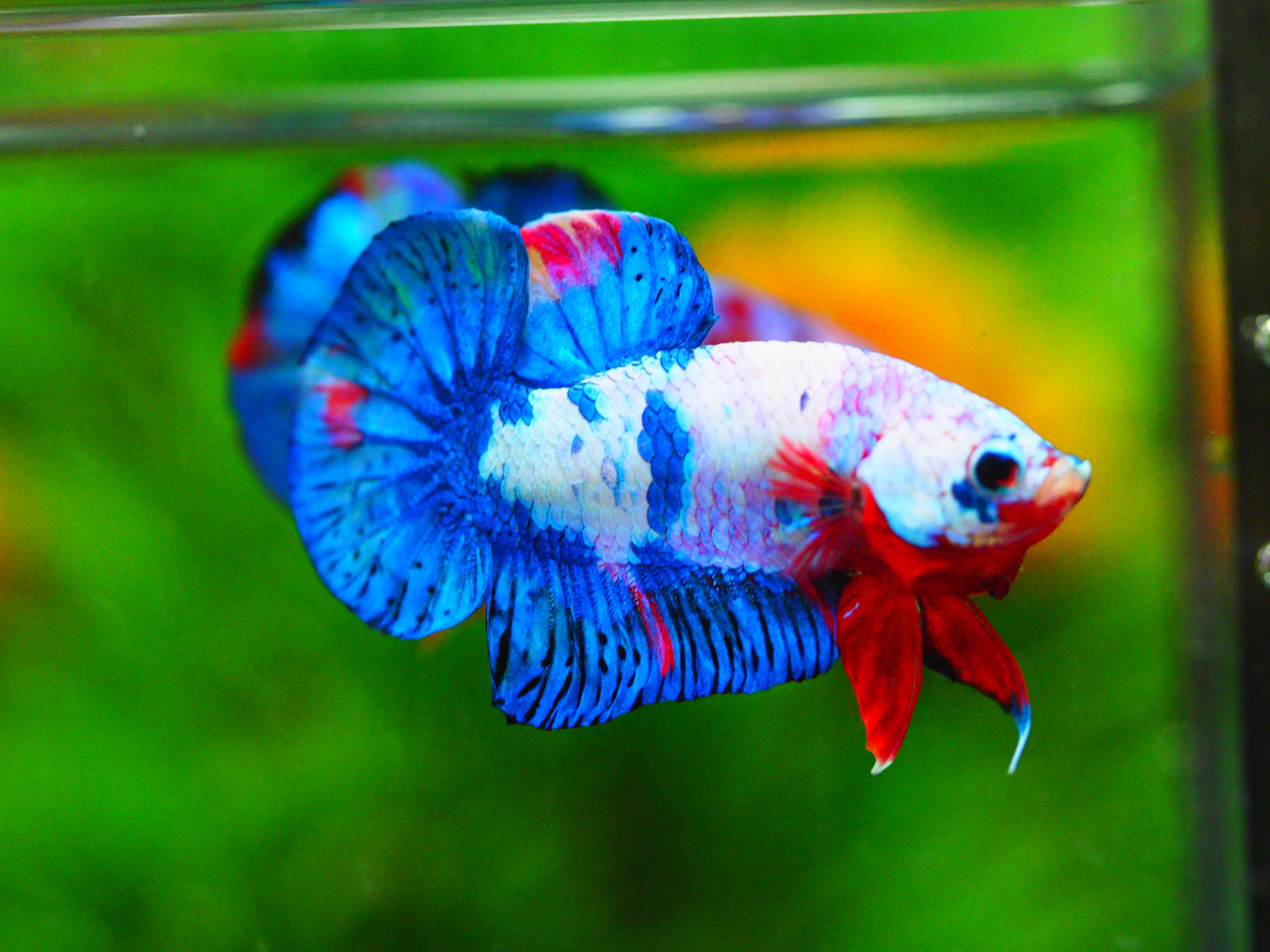 HMPK KOI GALAXY MALE GRADE A +++