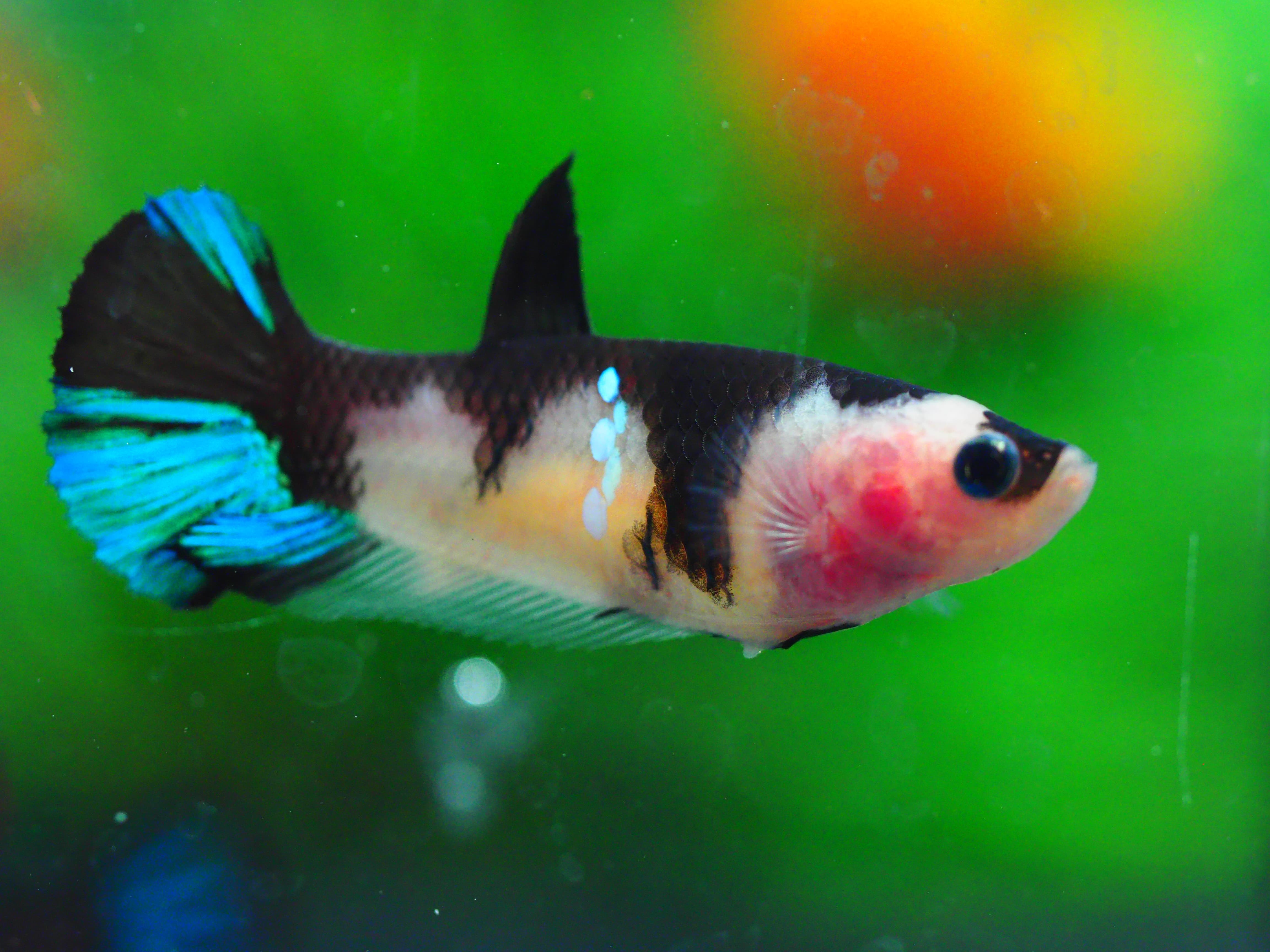 HMPK KOI GALAXY FNMALE GRADE A +++