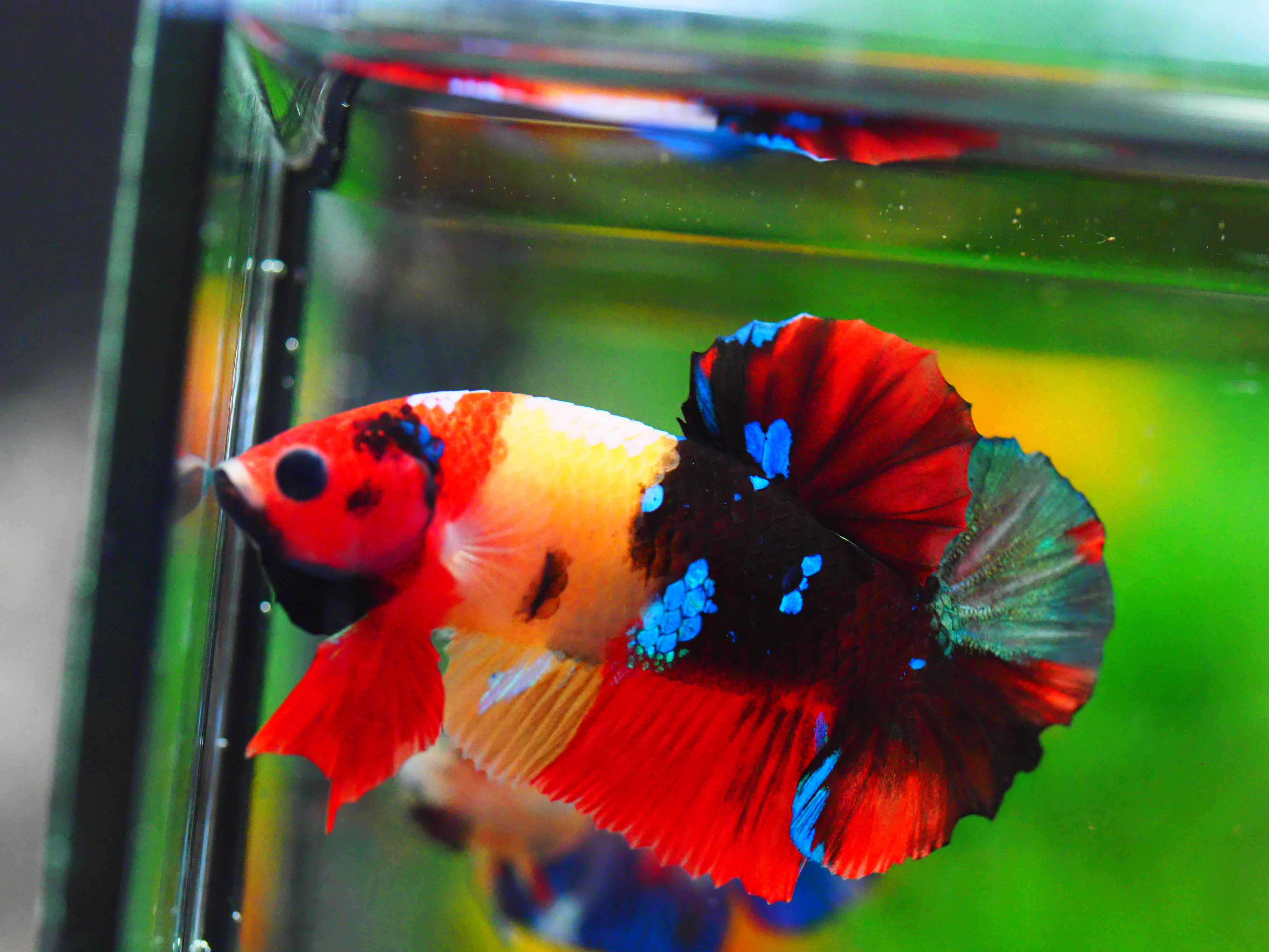 HMPK NEMO GALAXY MALE GRADE A +++