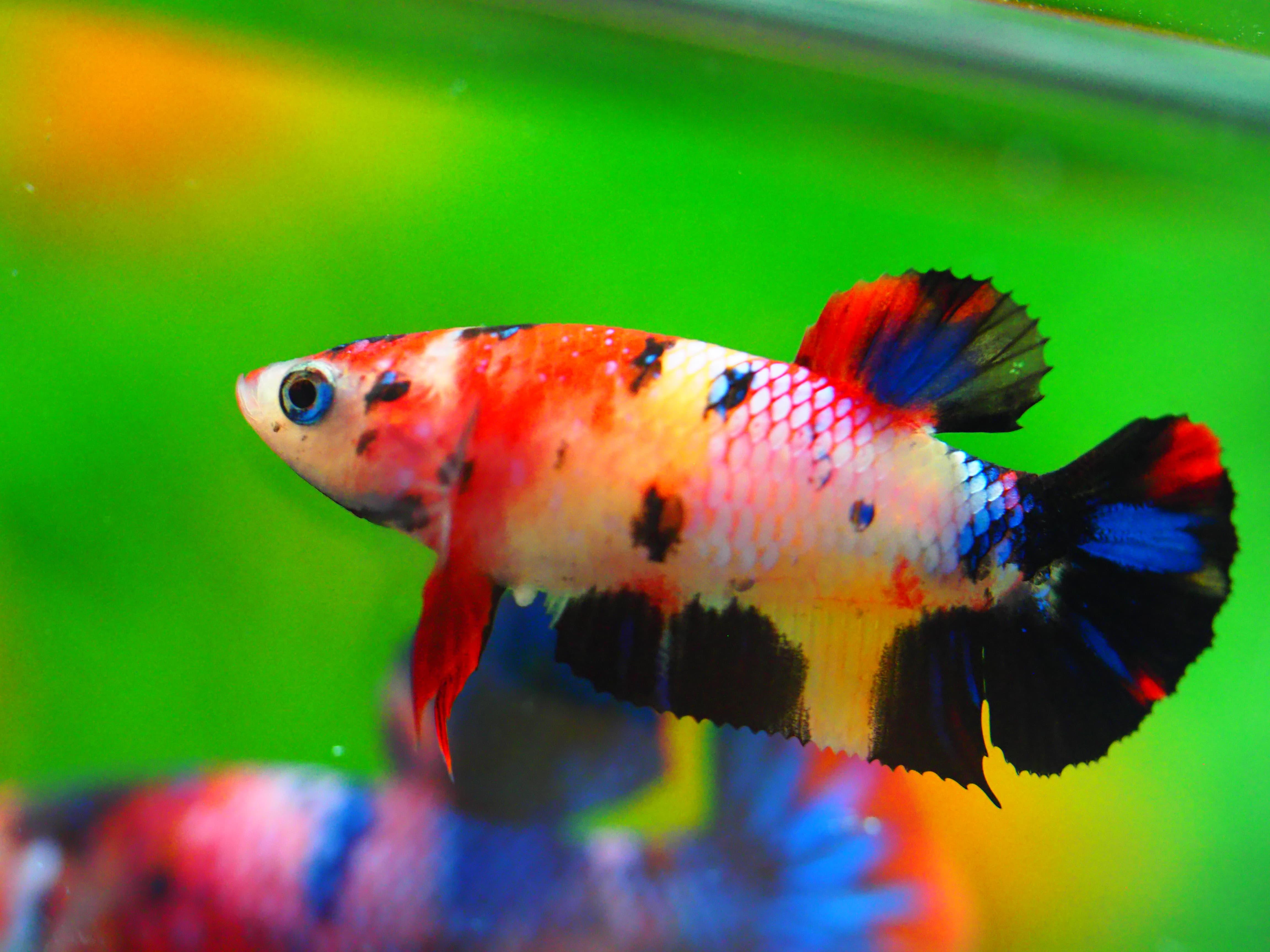 HMPK KOI GALAXY FNMALE GRADE A +++