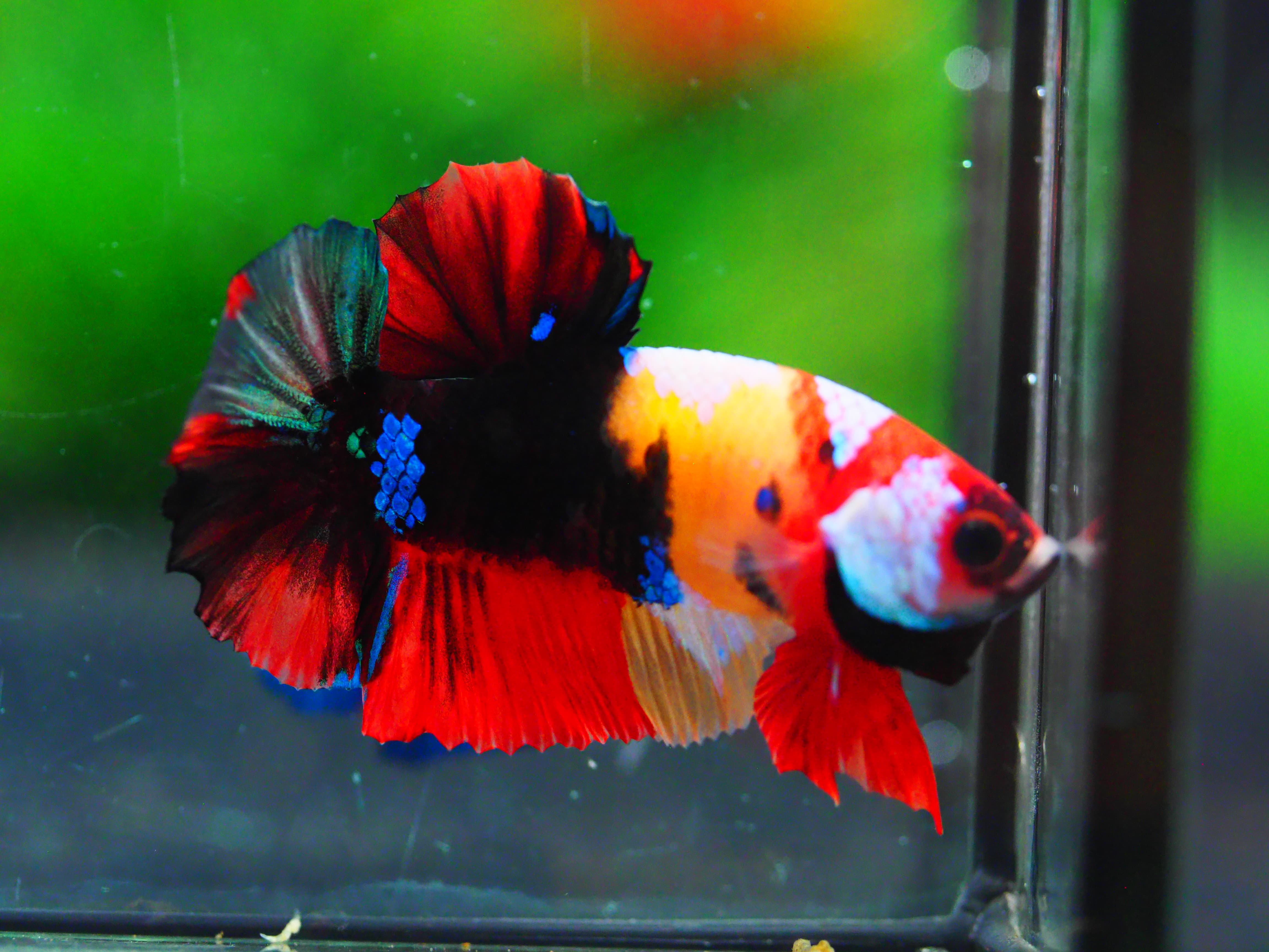 HMPK NEMO GALAXY MALE GRADE A +++