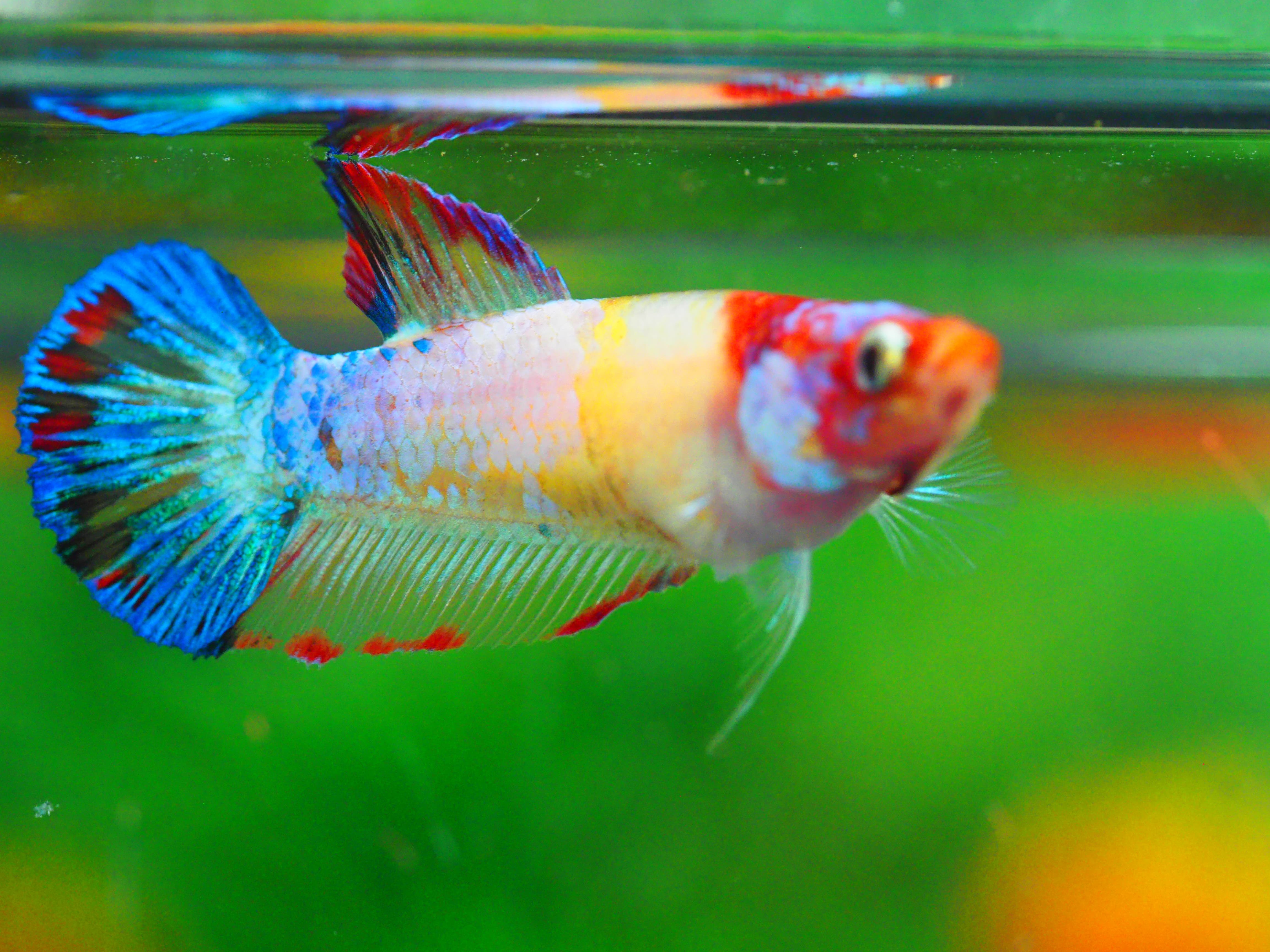 HMPK KOI GALAXY FNMALE GRADE A +++