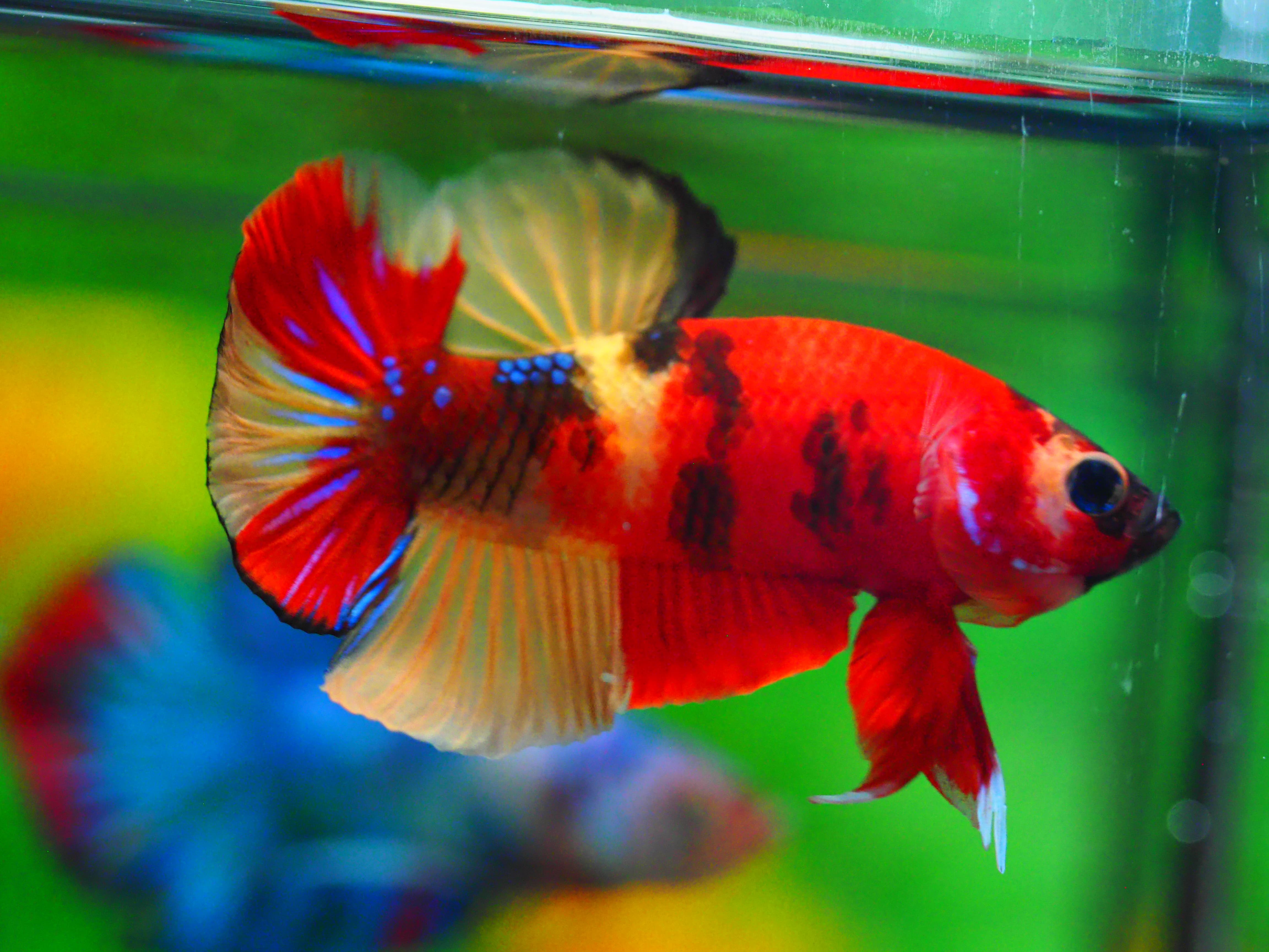 HMPK NEMO MALE GRADE A +++