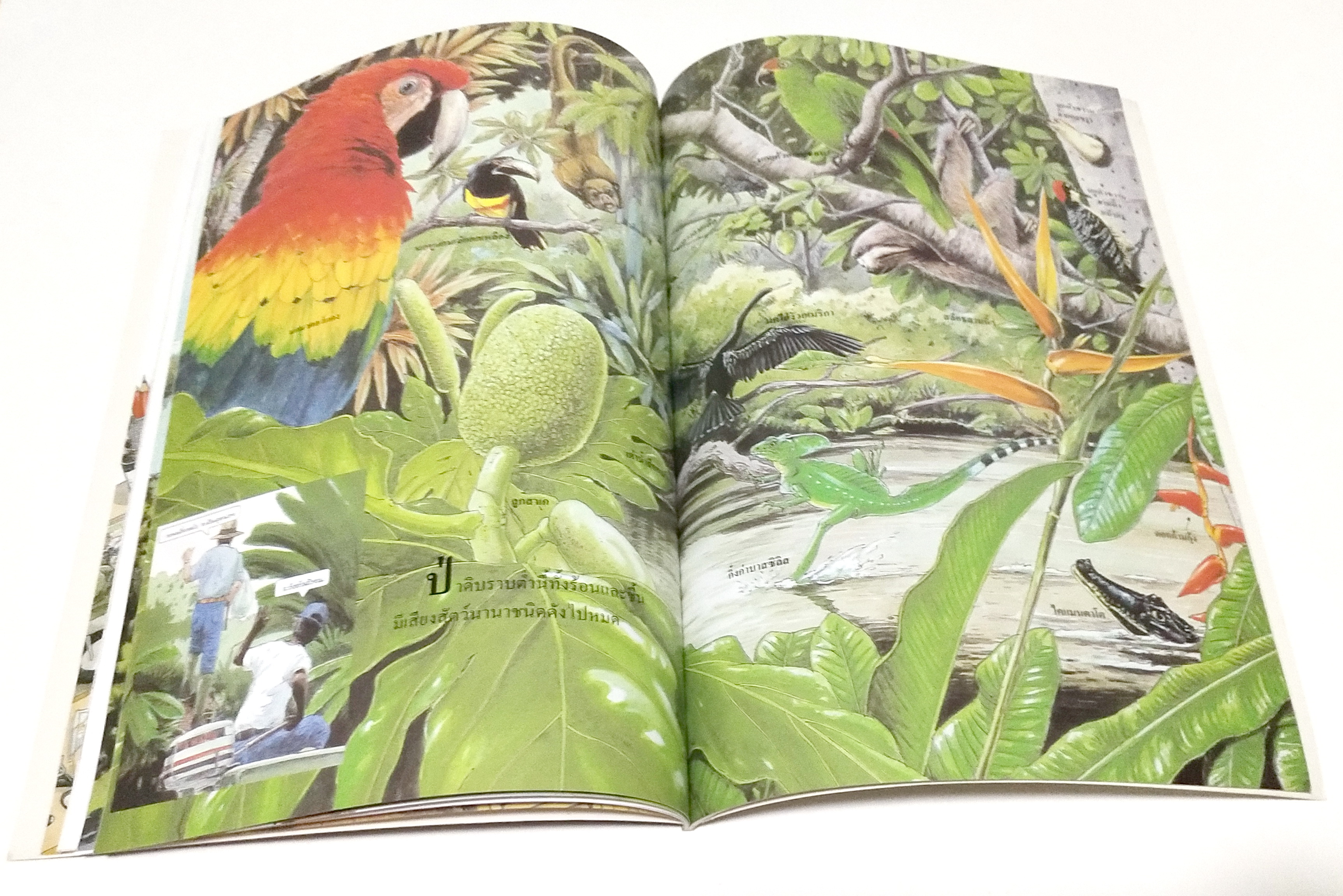 หนังสือภาพสวย ** กลางปกด้านใน หน้าและหลัง และหน้าสุดท้ายมีรอบสก๊อตเทป ภาพสีทั้งเล่ม ศึกษาชนิดพืชและสัตว์ในป่าดงดิบอันอุดมสมบูรณ์ "สิ่งมีชีวิตในป่า" โดย Tatsuhide Matsuoka แปลและเรียบเรียงโดย ดร. ชวลิต วิทยานนท์ พิมพ์ครั้งที่ 2 กันยายน 2547