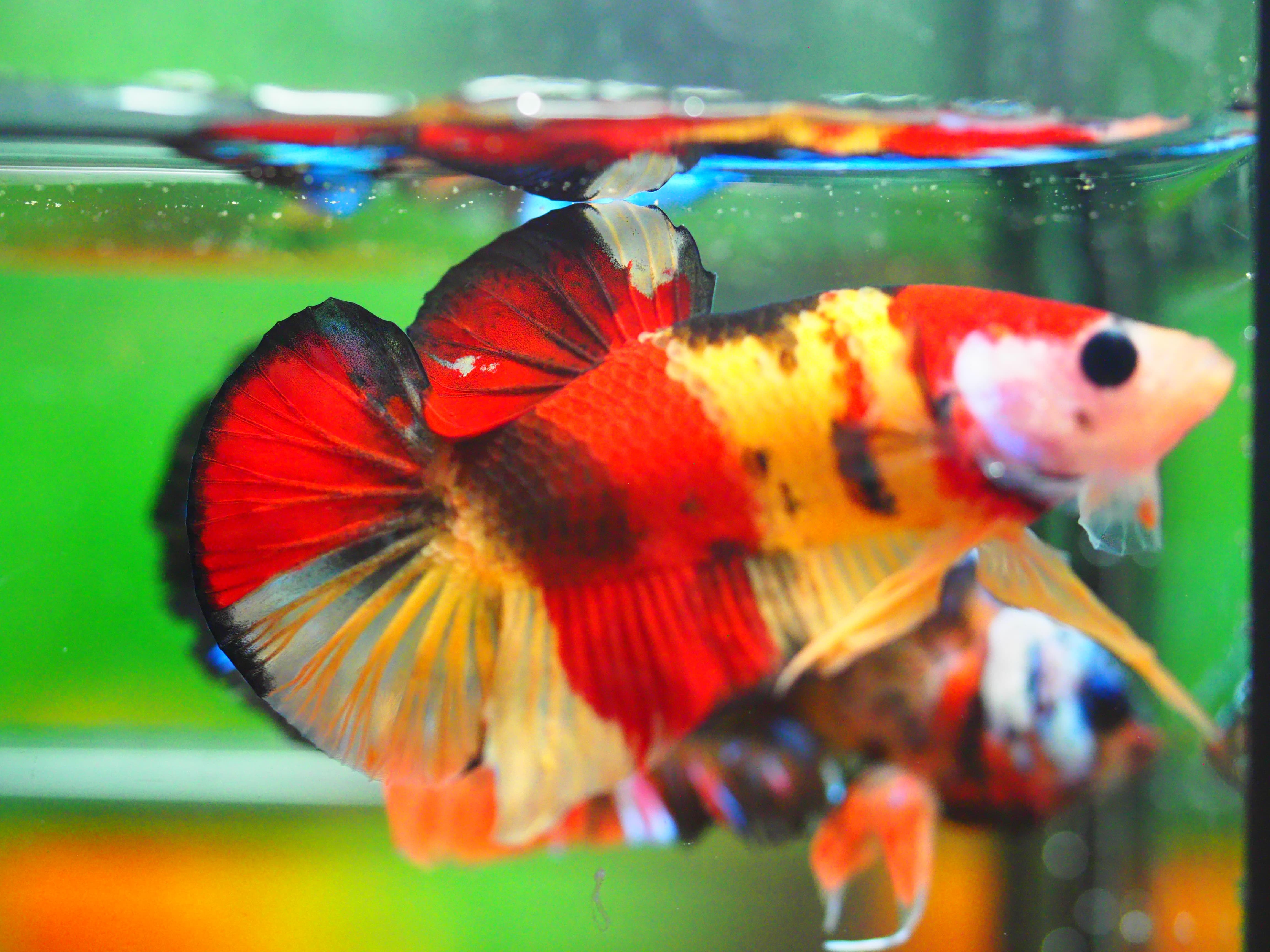HMPK NEMO MALE GRADE A +++