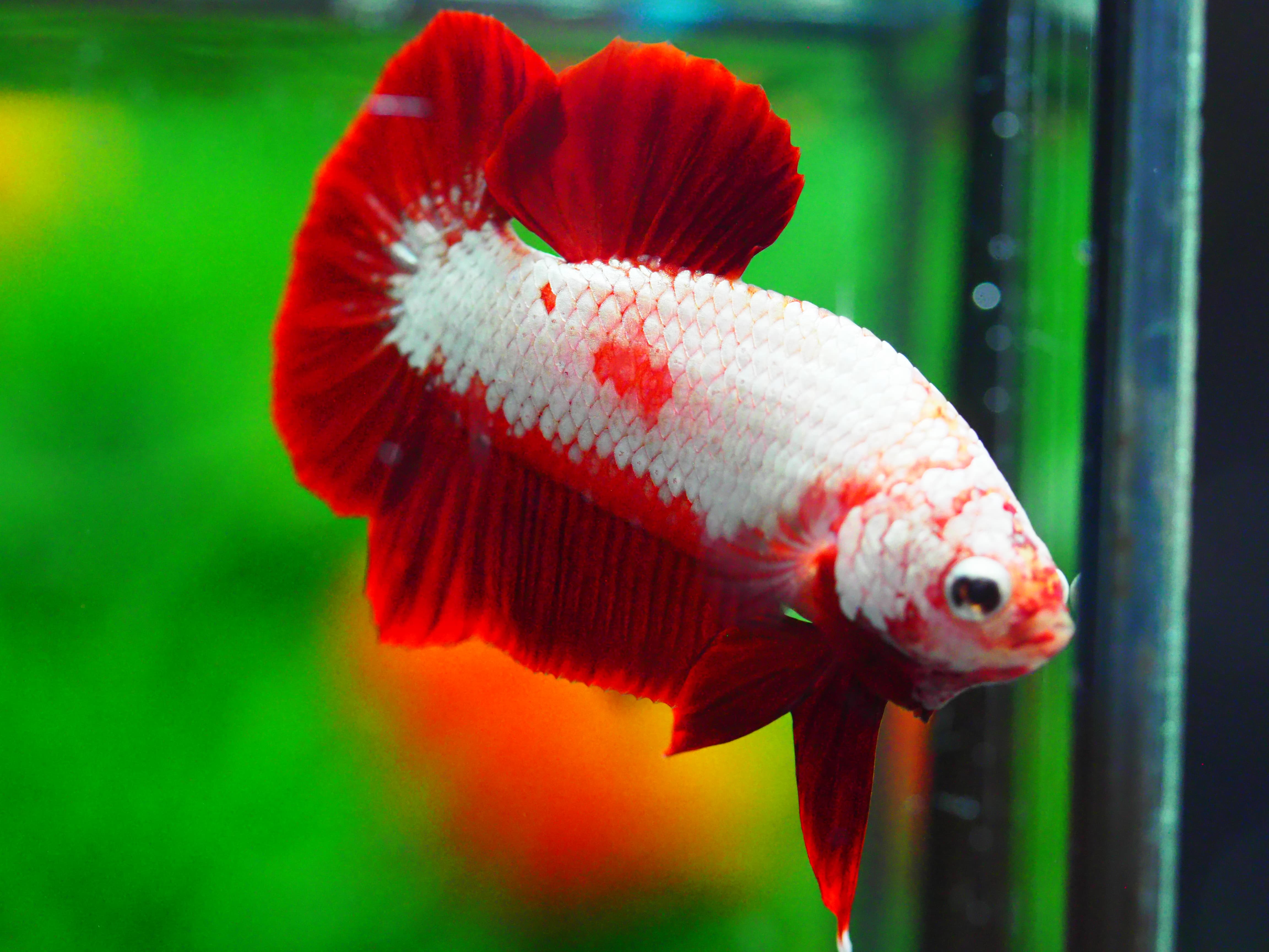 HMPK RGD DRAGON MALE GRADE A +++