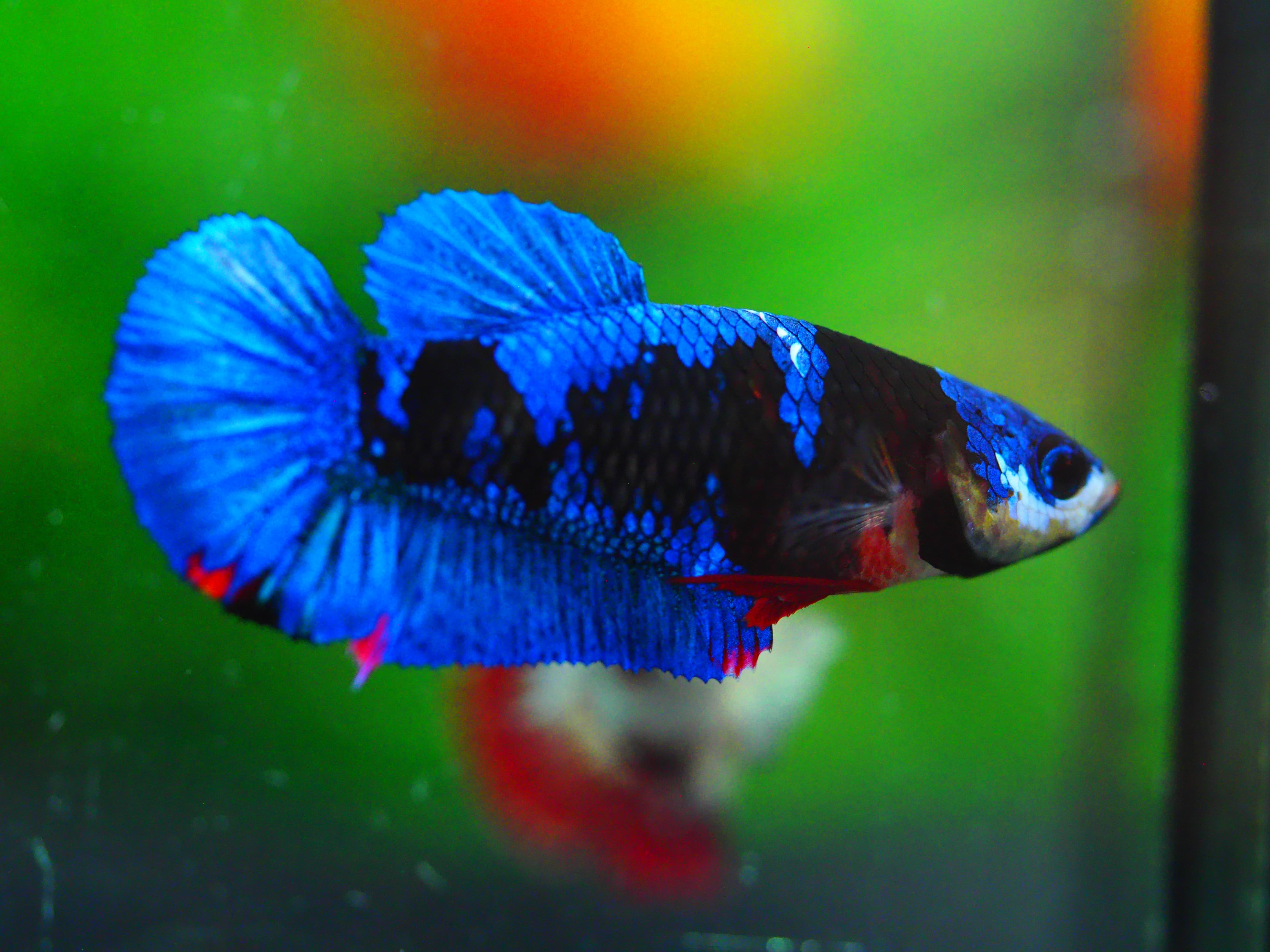 HMPK KOI GALAXY FEMALE GRADE A +++