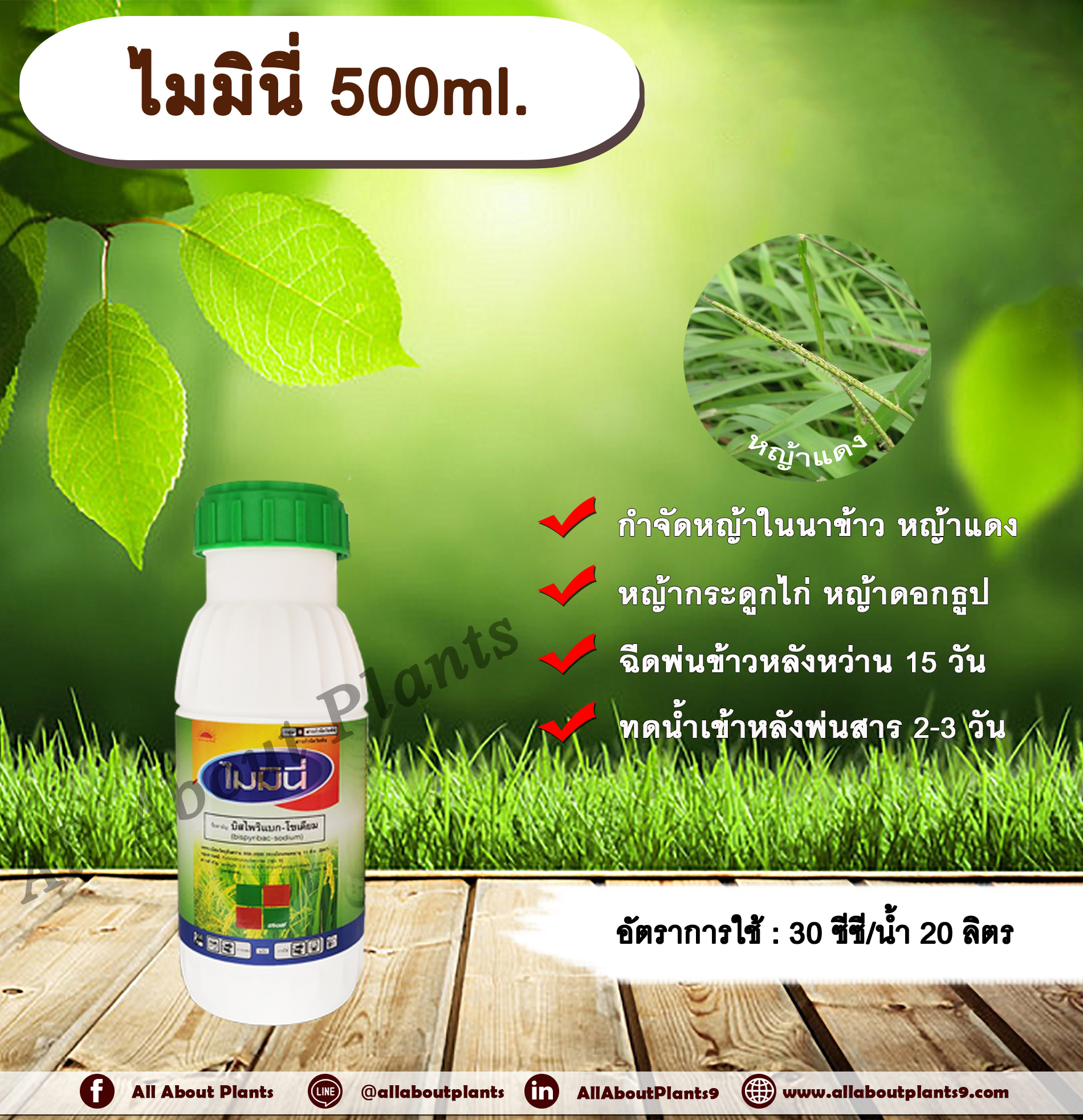 ไมมินี่ 500ml.บิสไพริแบกโซเดียม สารกำจัดวัชพืช กำจัดหญ้า ในนาข้าว กำจัดหญ้าแดง หญ้ากระดูกไก่ หญ้าดอกธูป หญ้าดอกต่อ หญ้าเดือย ขวด