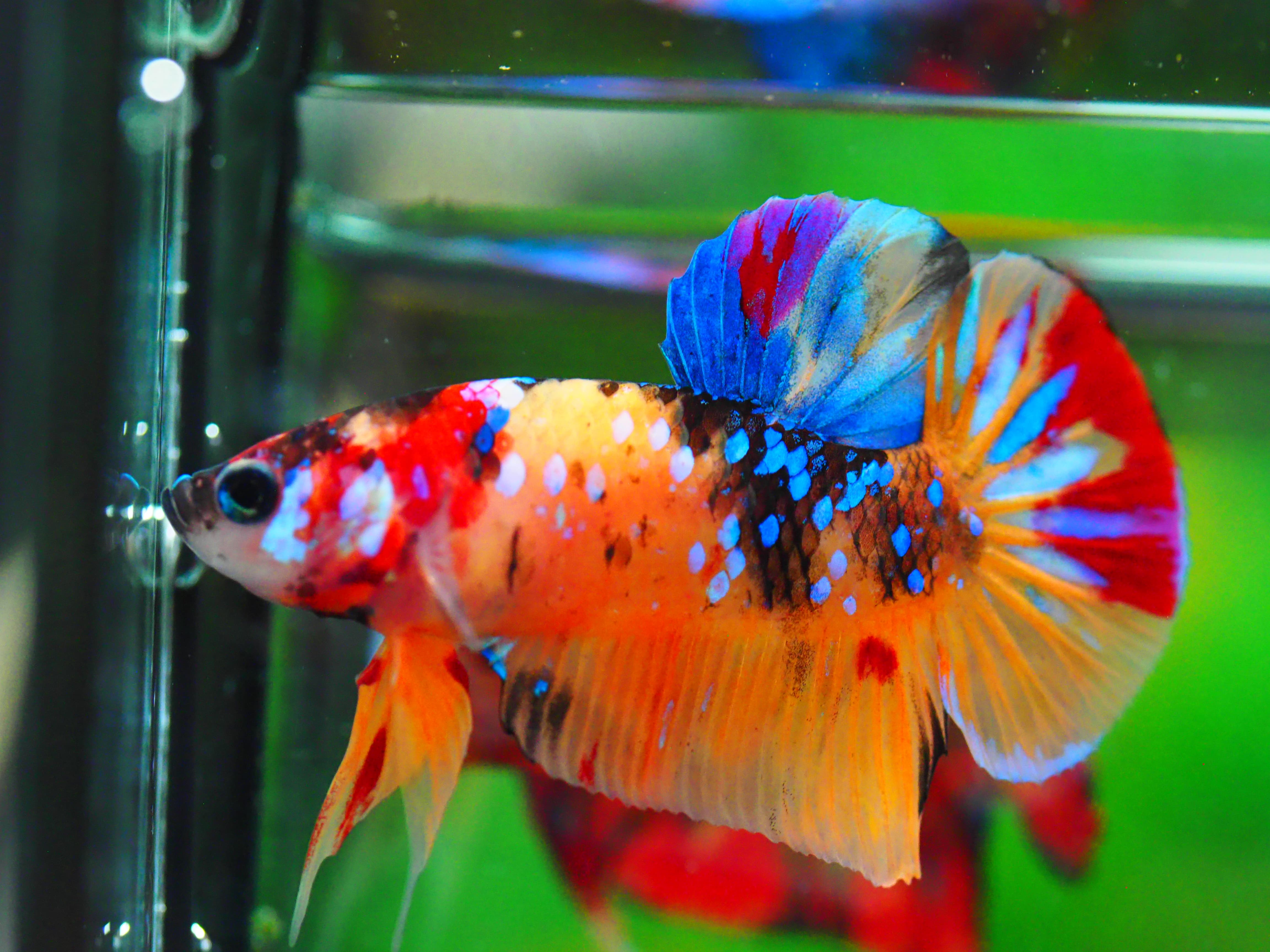 HMPK NEMO GALAXY MALE GRADE A +++