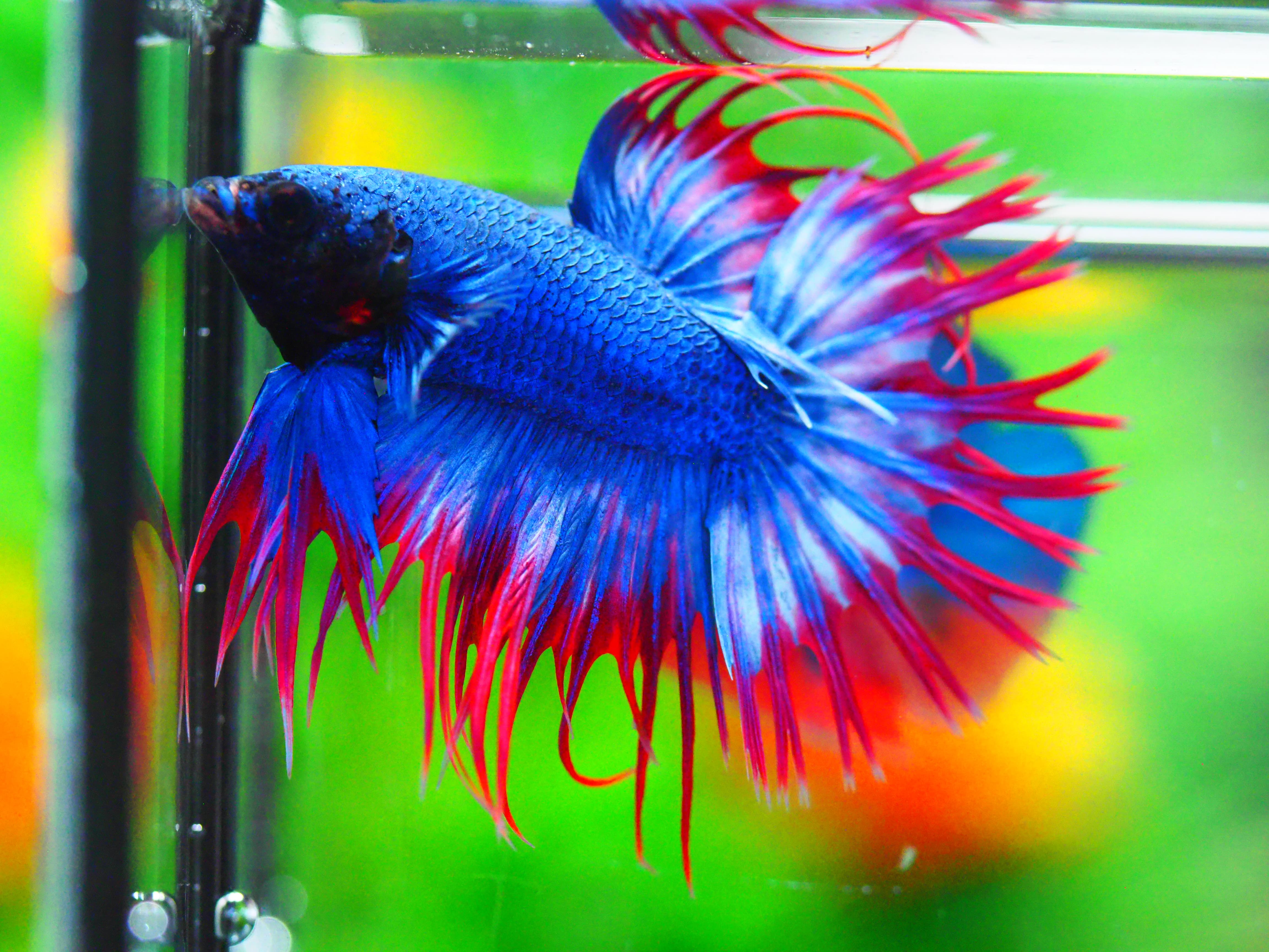 CT FANCY MALE GRADE A +++