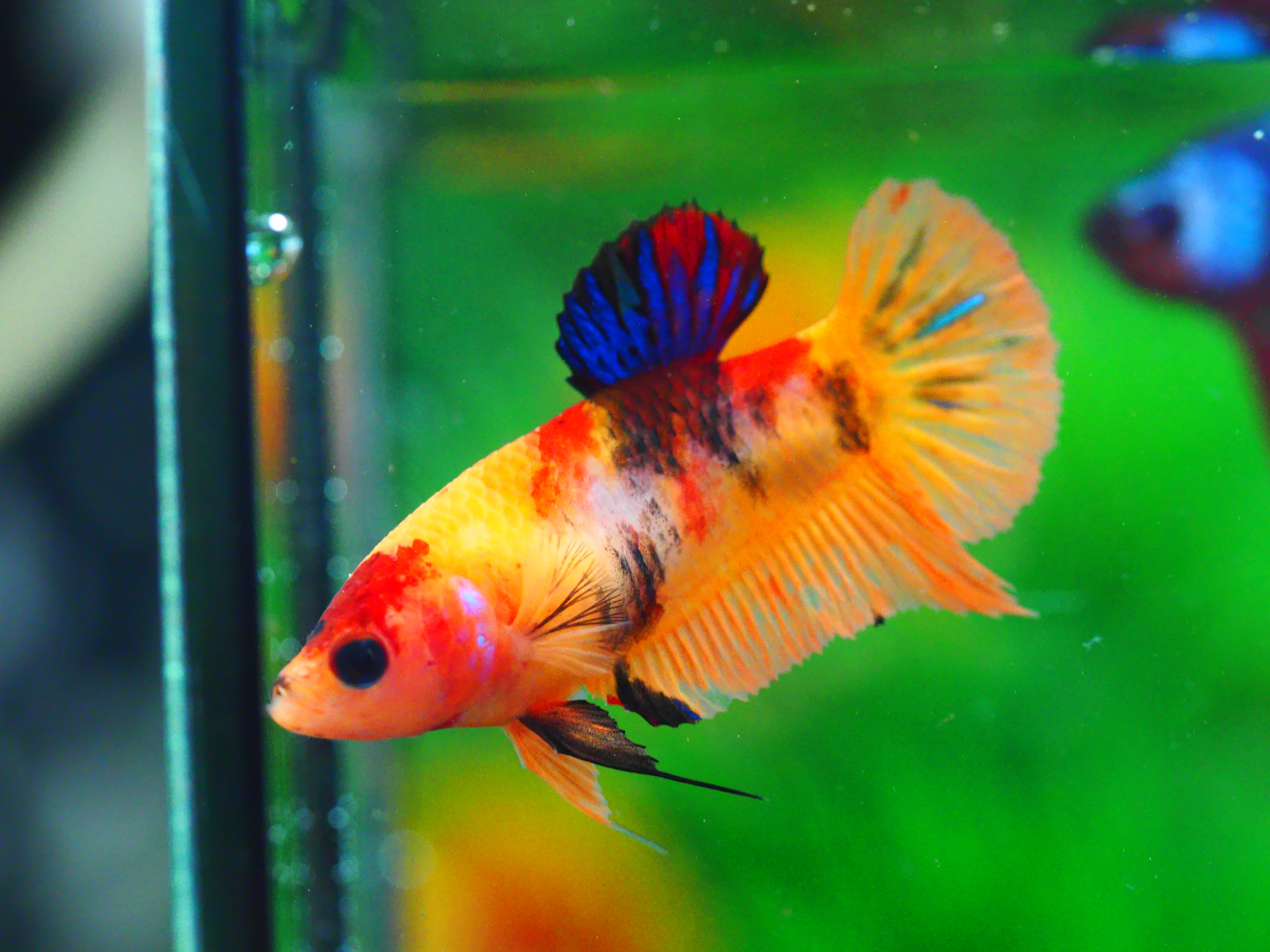 HMPK NEMO GRADE A++ FEMALE