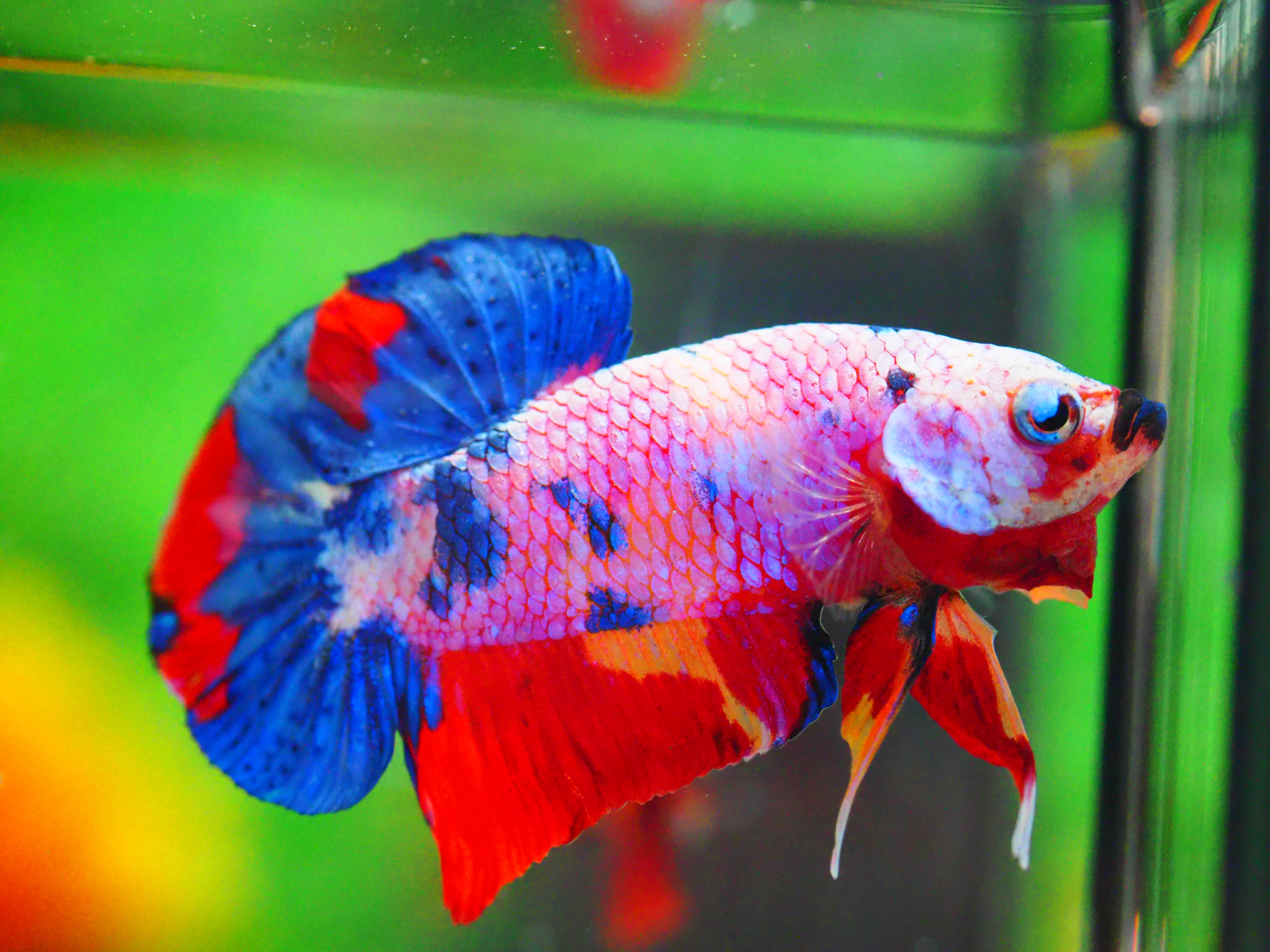 HMPK FANCY MALE GRADE A +++