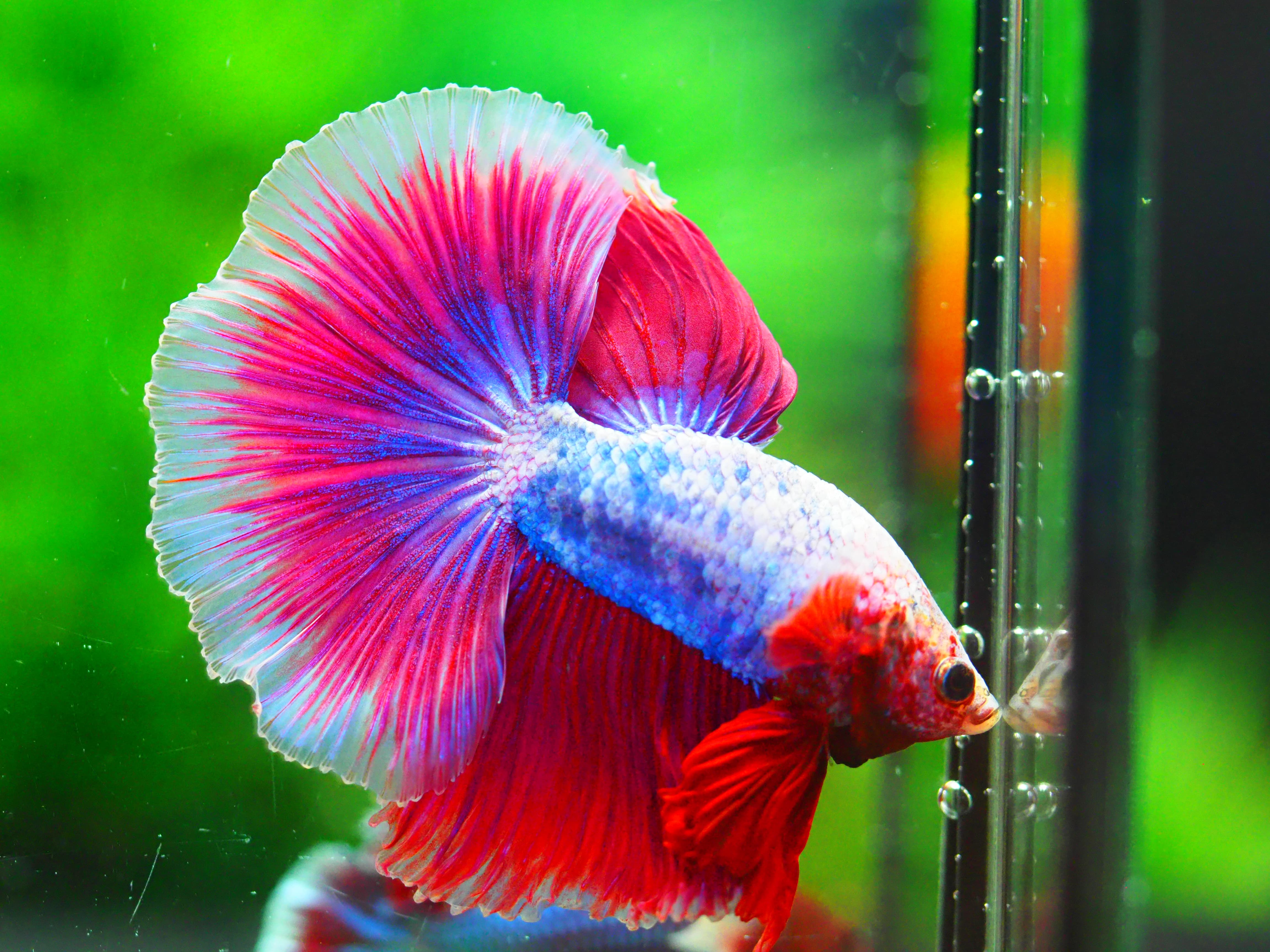 HM FANCY MALE GRADE A +++