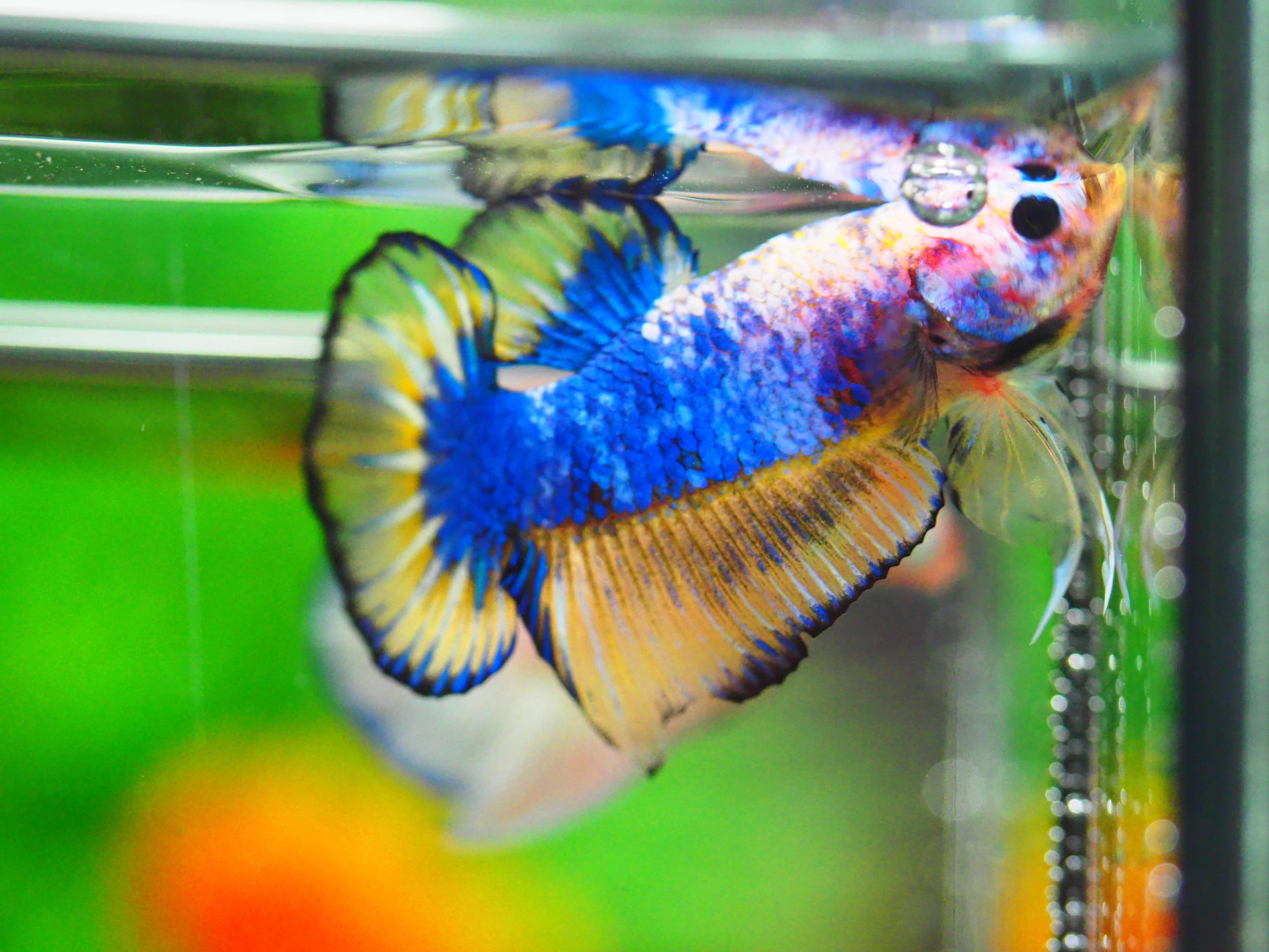 HMPK FANCY MALE GRADE A +++