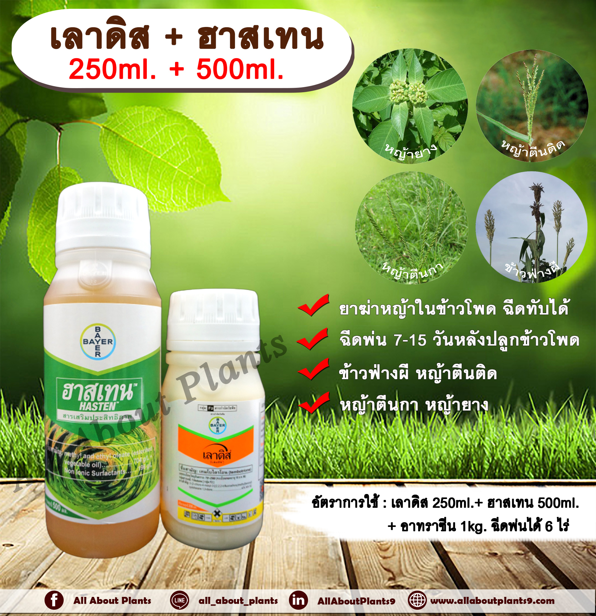 เลาดิส+ฮาสเทน 250ml.+ 500ml. เทมโปรไตรโอน กำจัดหญ้า วัชพืช ข้าวโพดผี ข้าวฟ่างผี ในไร่ข้าวโพด allaboutplants ชิ้น