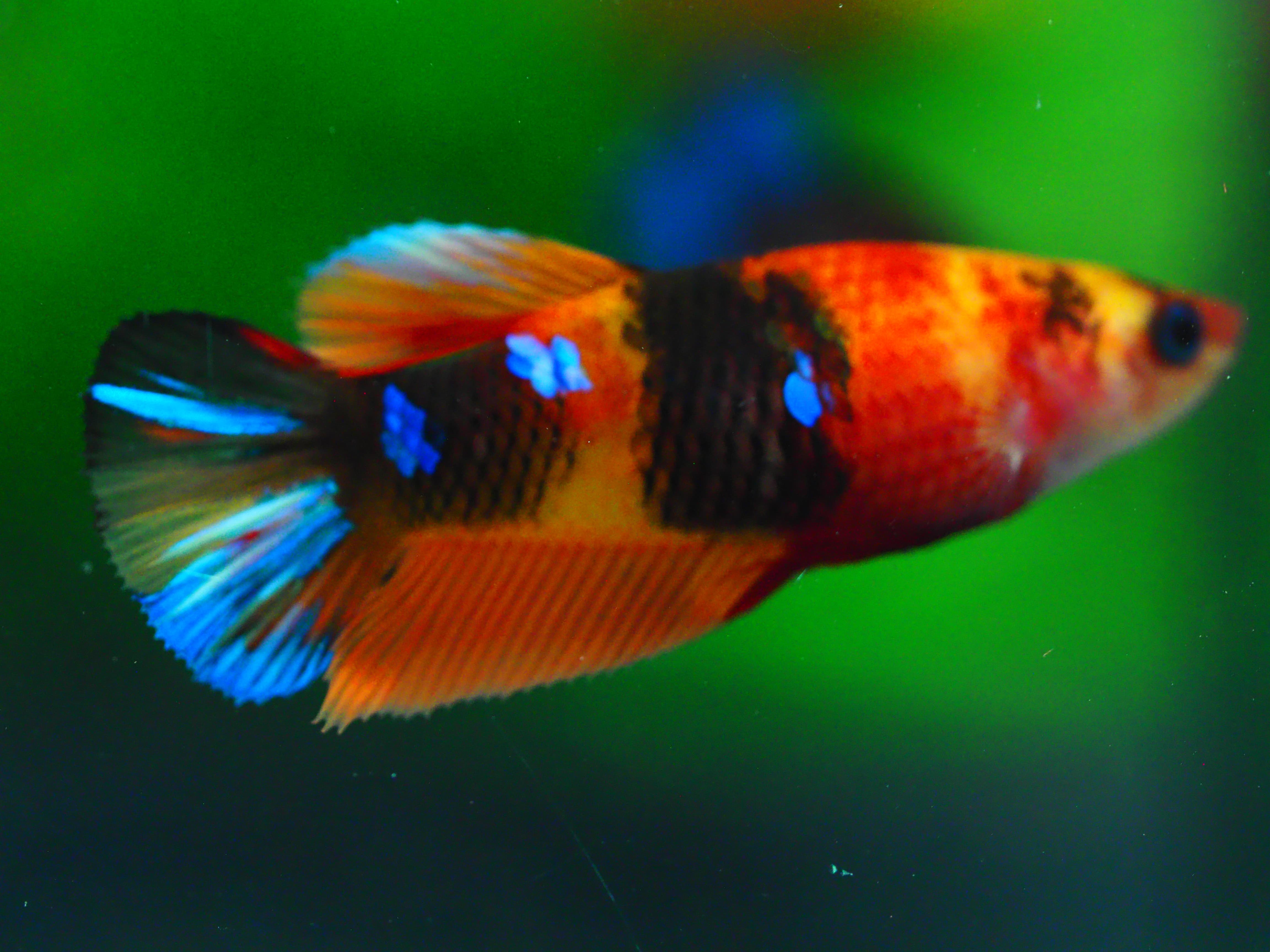 HMPK NEMO GALAXY FNMALE GRADE A +++