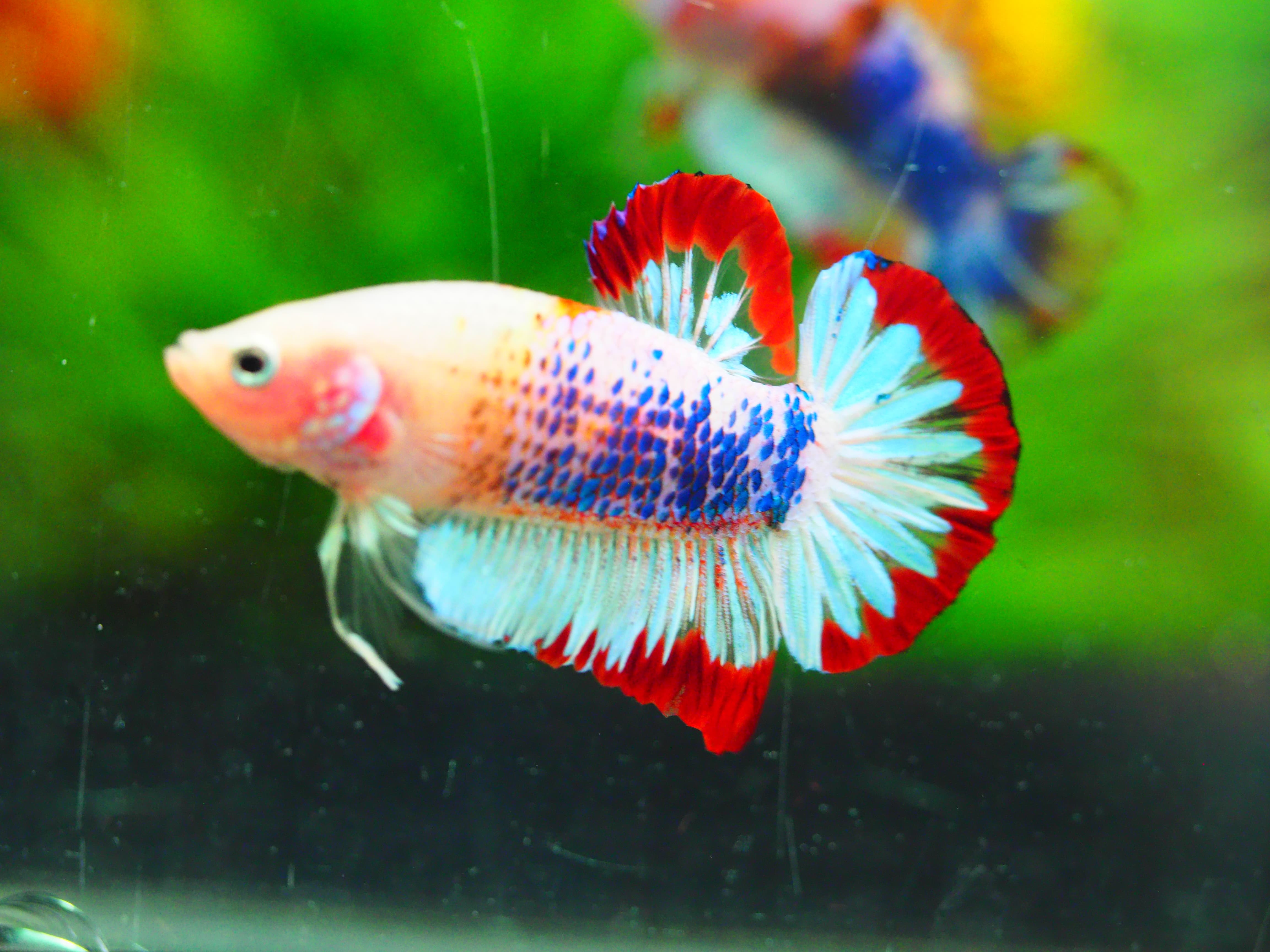 HMPK KOI GALAXY MALE GRADE A++