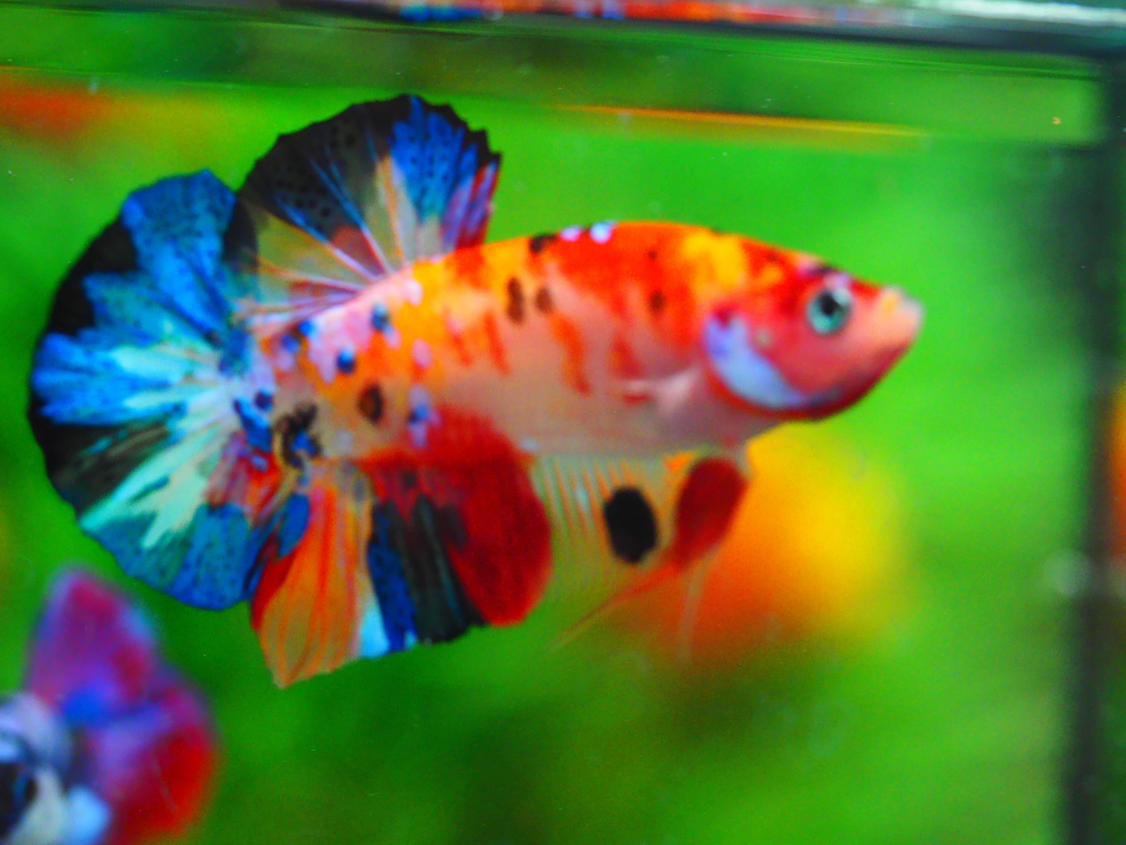 HMPK KOI GALAXY MALE GRADE A++