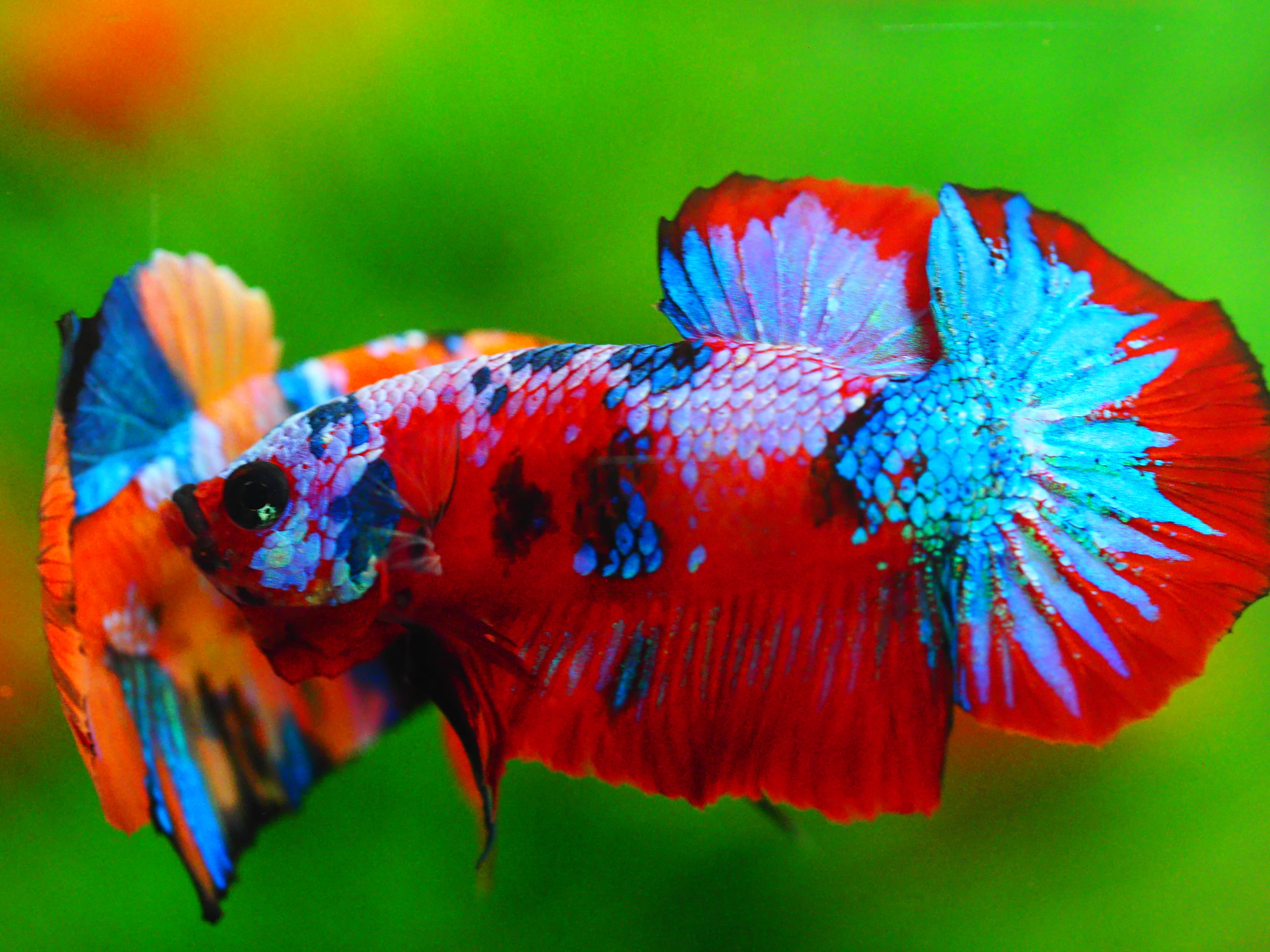 HMPK KOI GALAXY MALE GRADE A +++