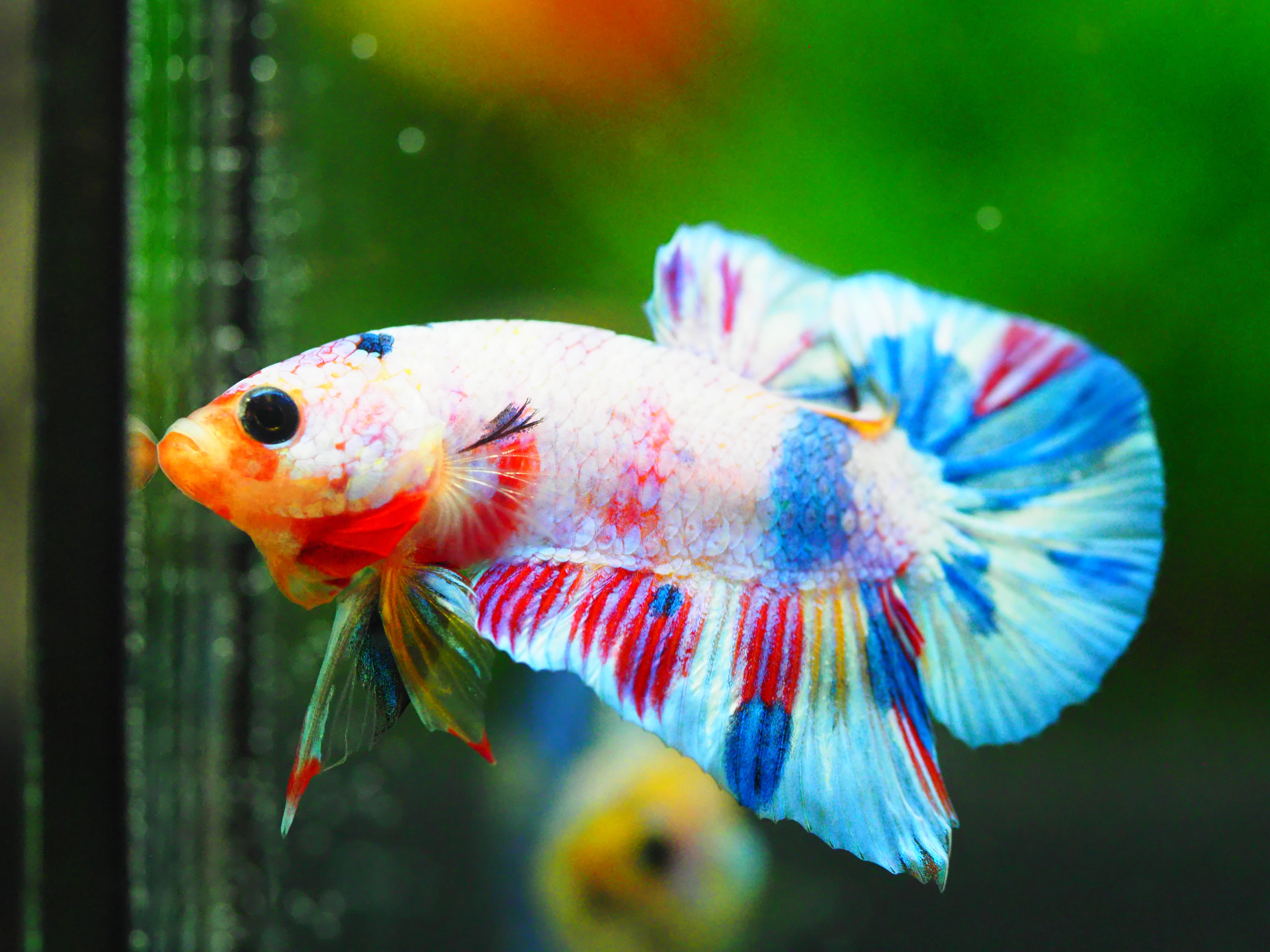 HMPK FANCY MALE GRADE A +++