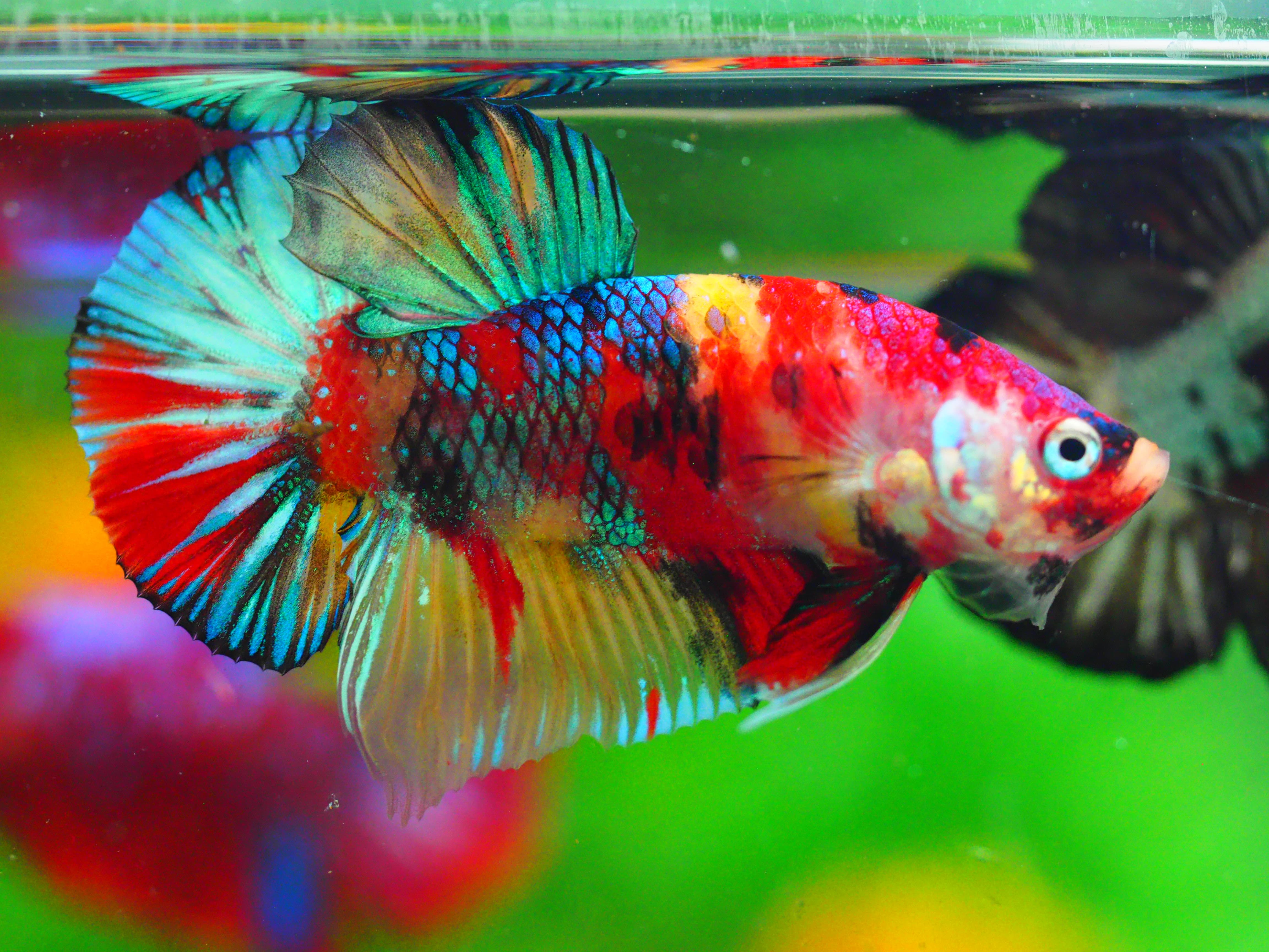 HMPK KOI GALAXY MALE GRADE A +++