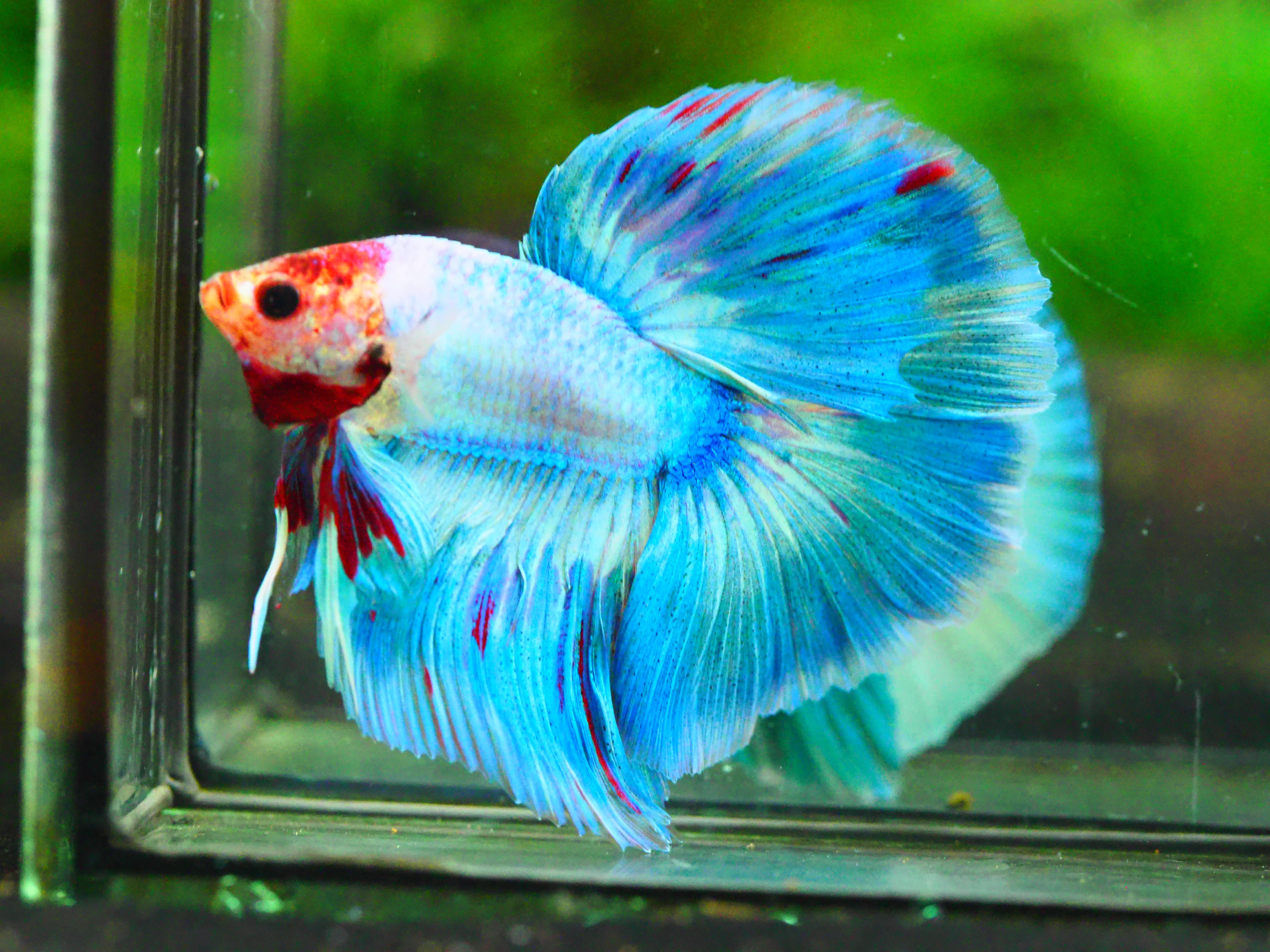 HM FANCY MALE GRADE A +++