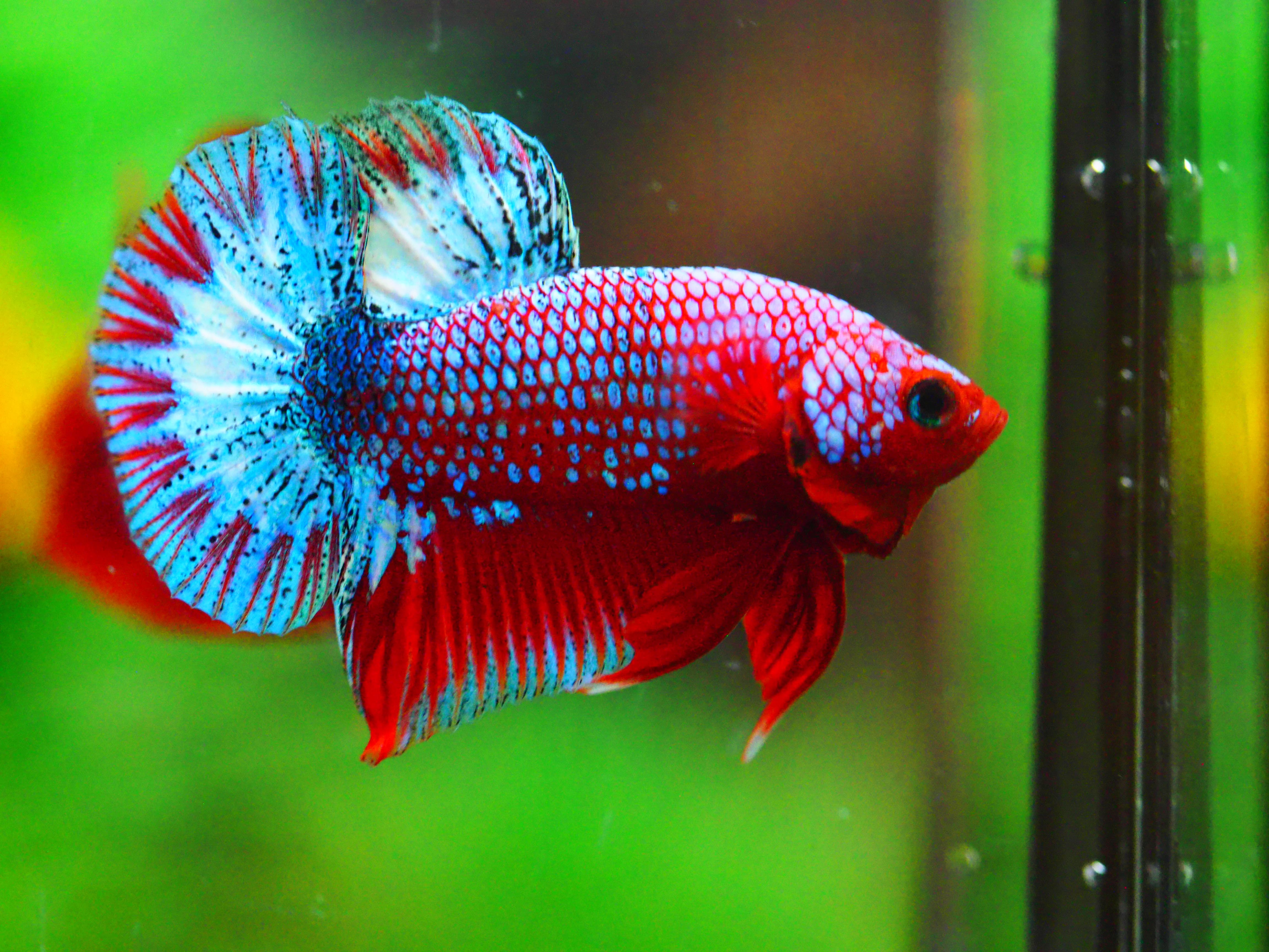 HMPK FANCY MALE GRADE A +++