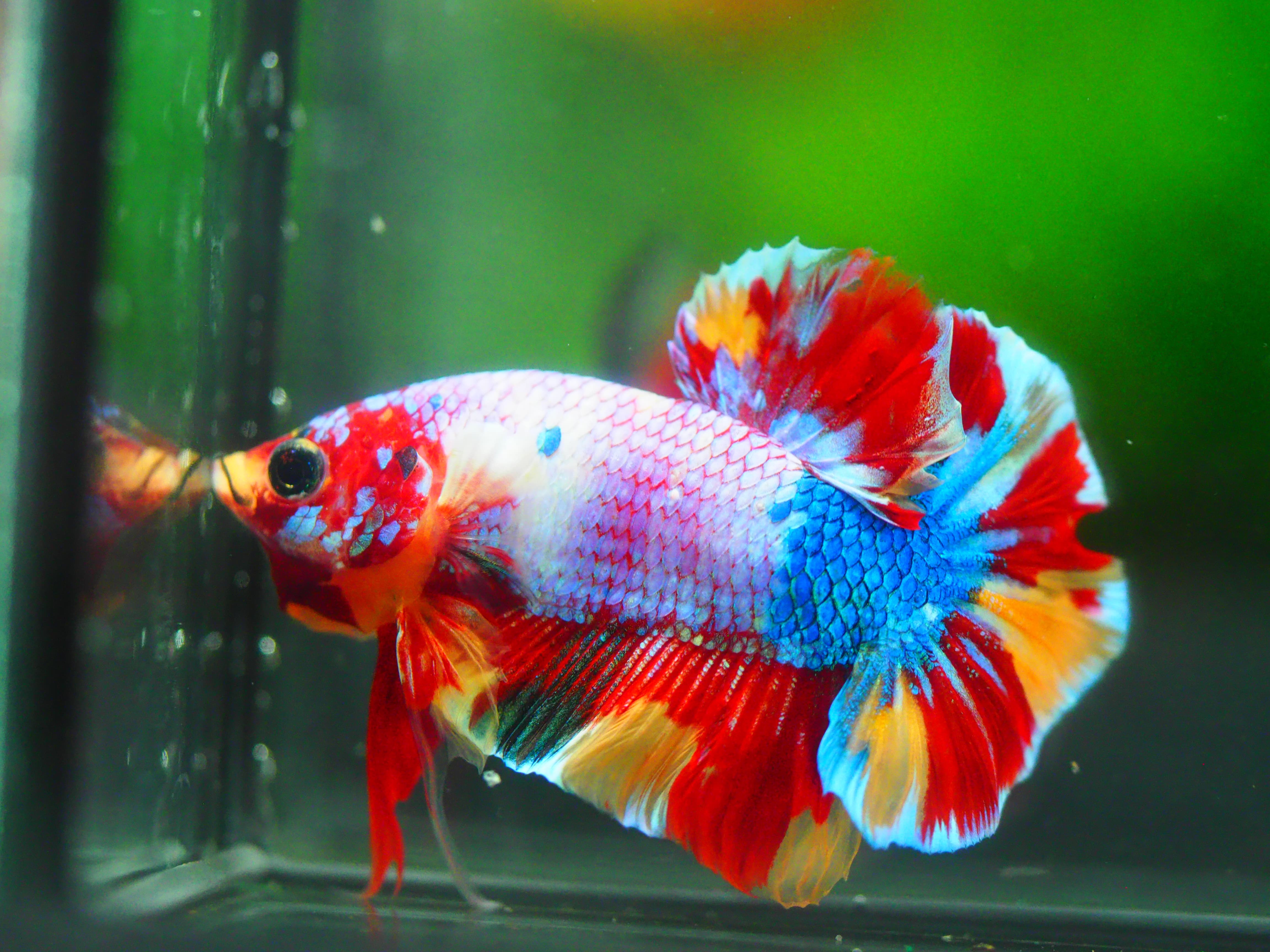 HMPK KOI GALAXY MALE GRADE A +++